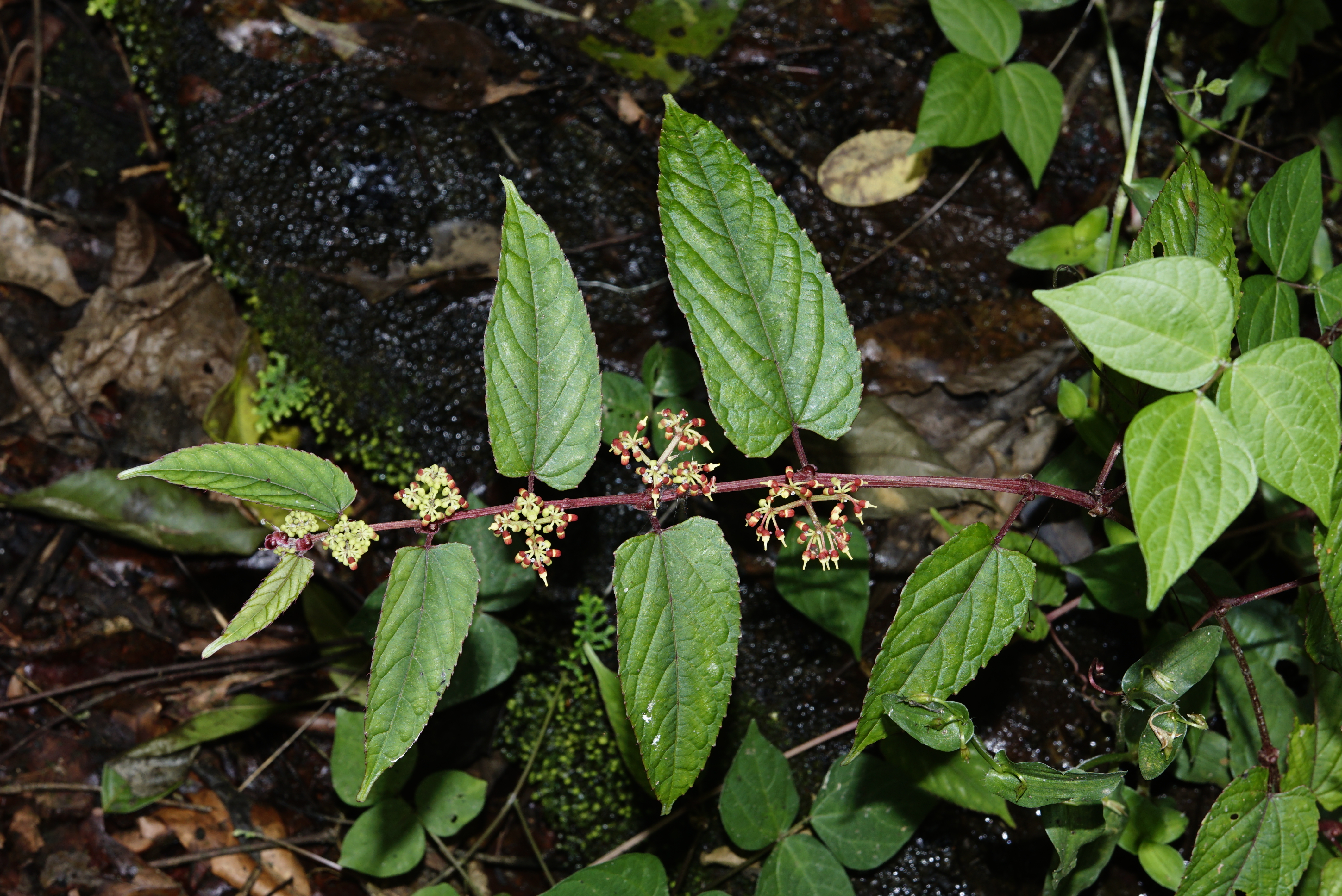 Cissus bicolor 7228