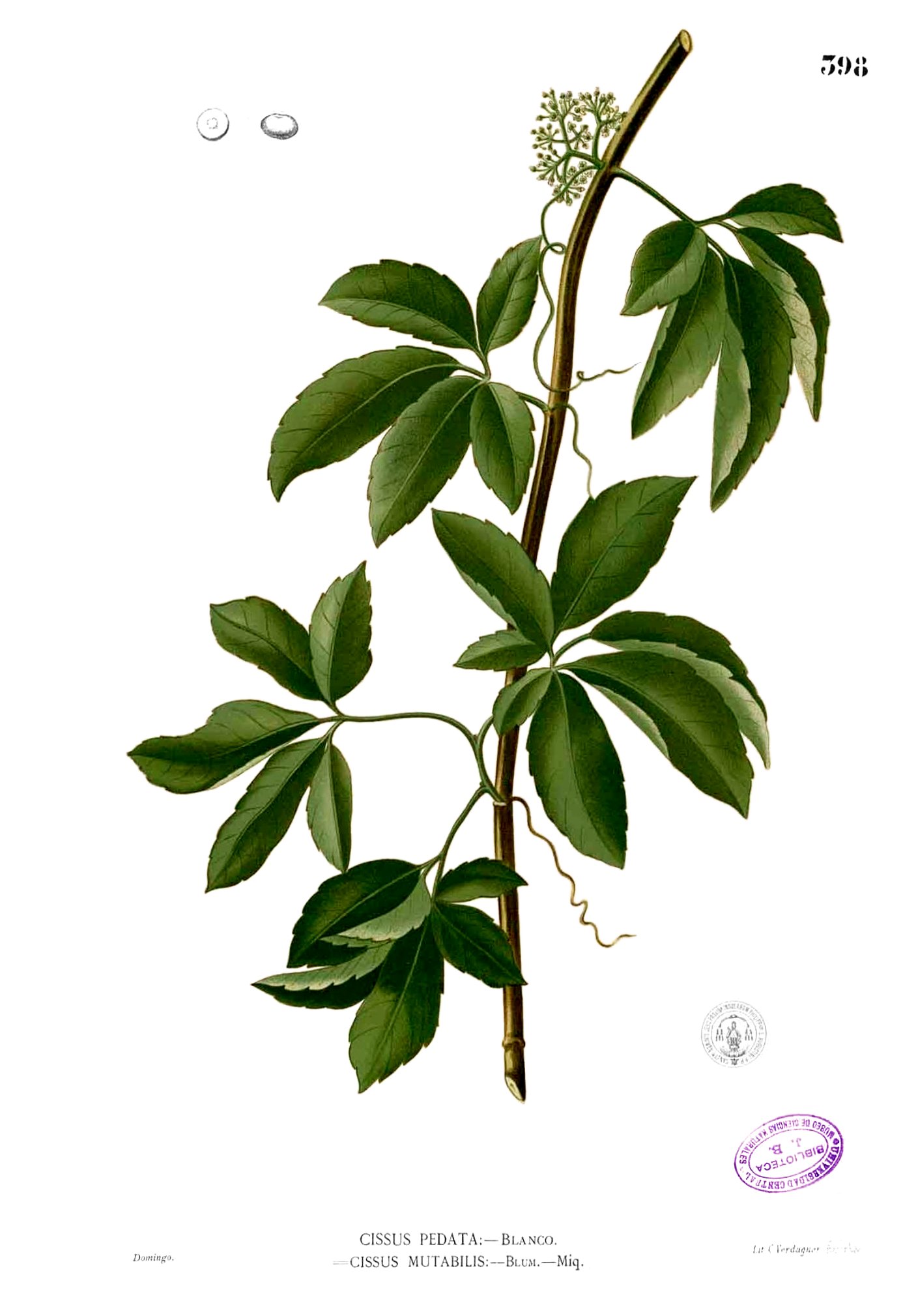 Cissus mutabilis Blanco2.398