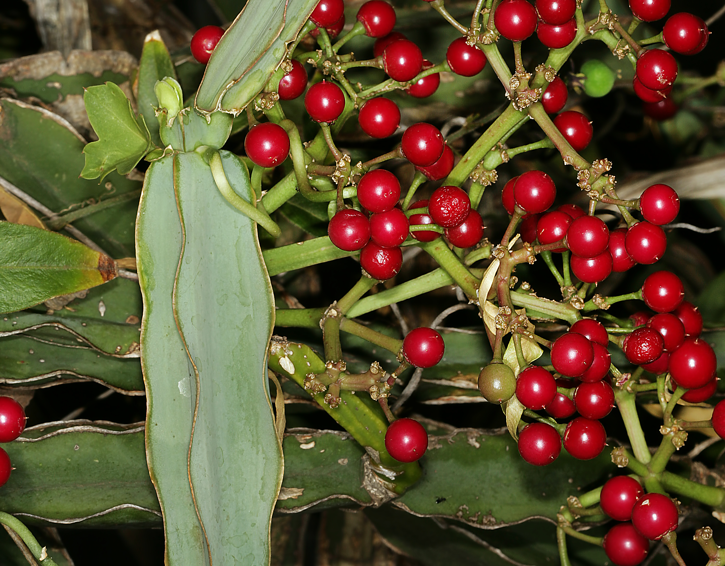Cissus quadrangularis 1DS-II 7167