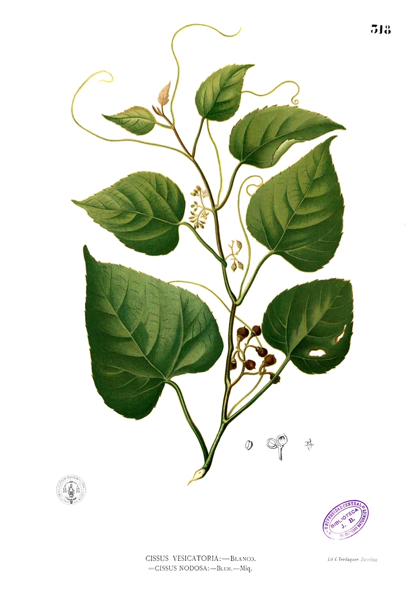 Cissus repens Blanco2.318