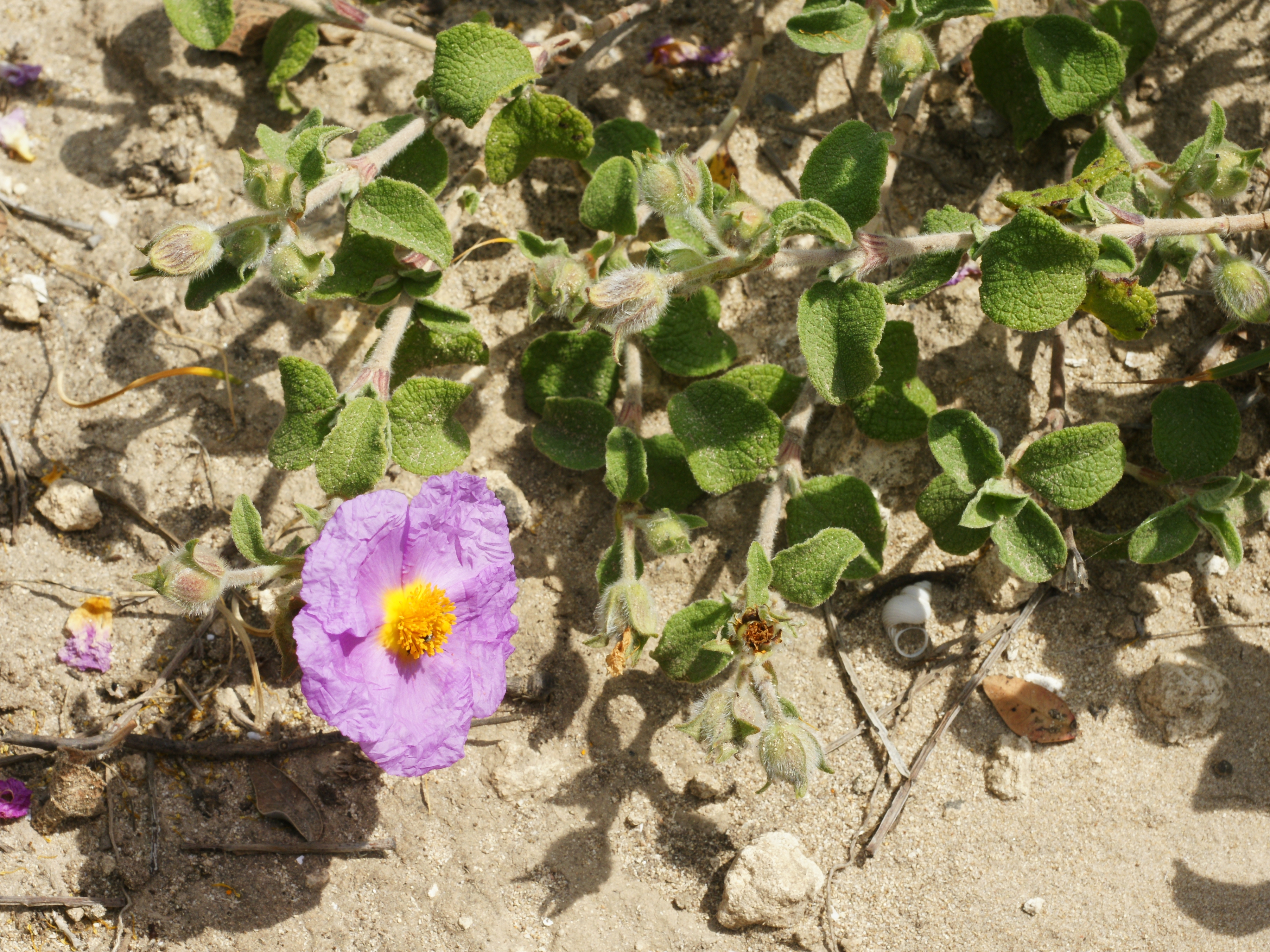 Cistus albidus (plant)
