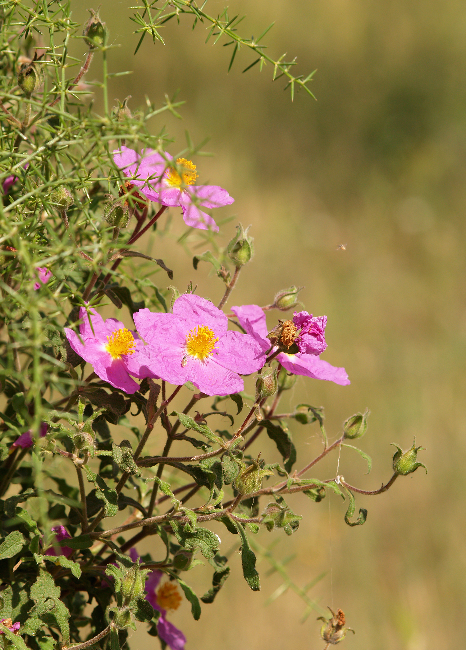 Cistus creticus LC0069