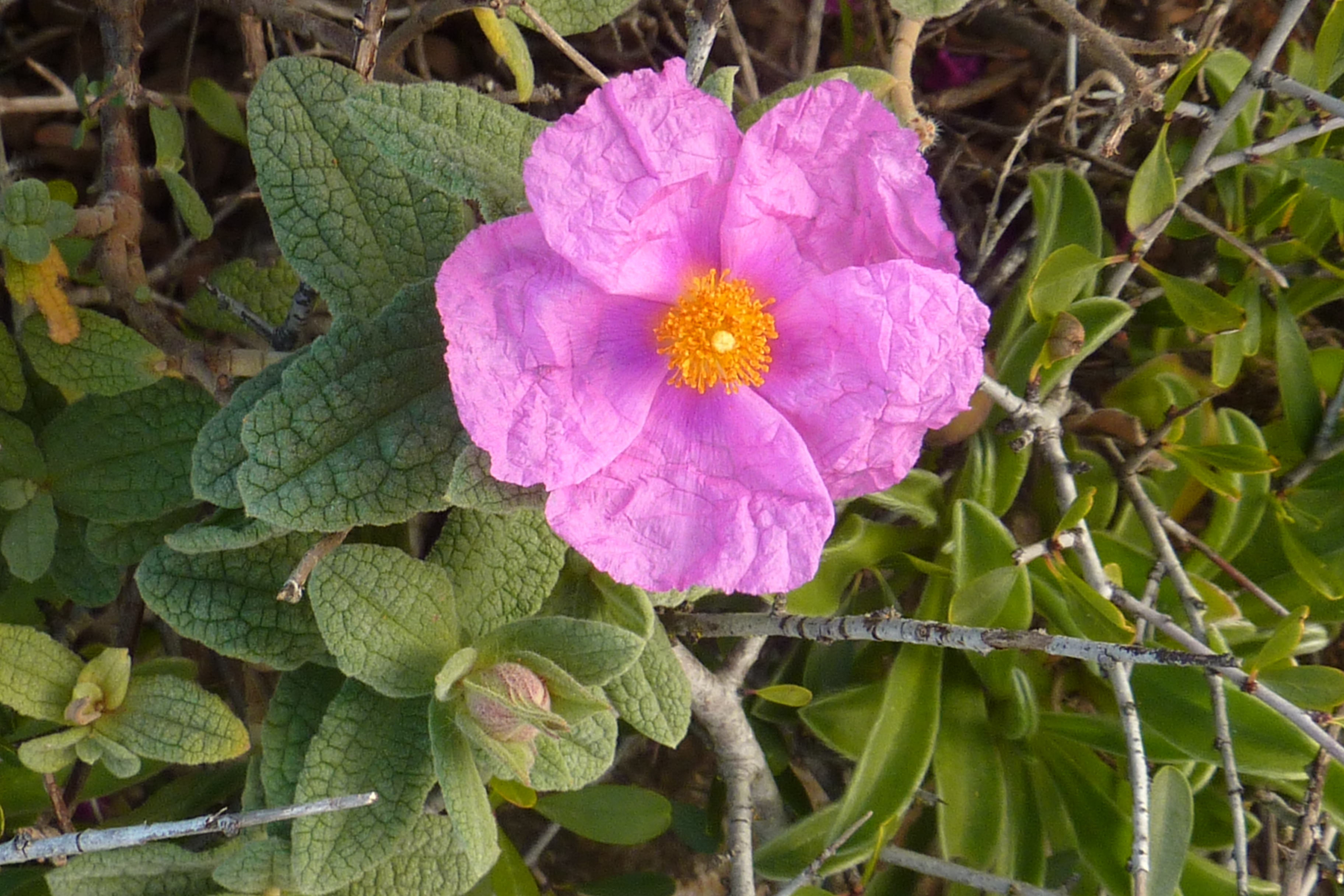 Cistus Crispus Ferragudo Portugal 05.03.16.16 (25549063115)