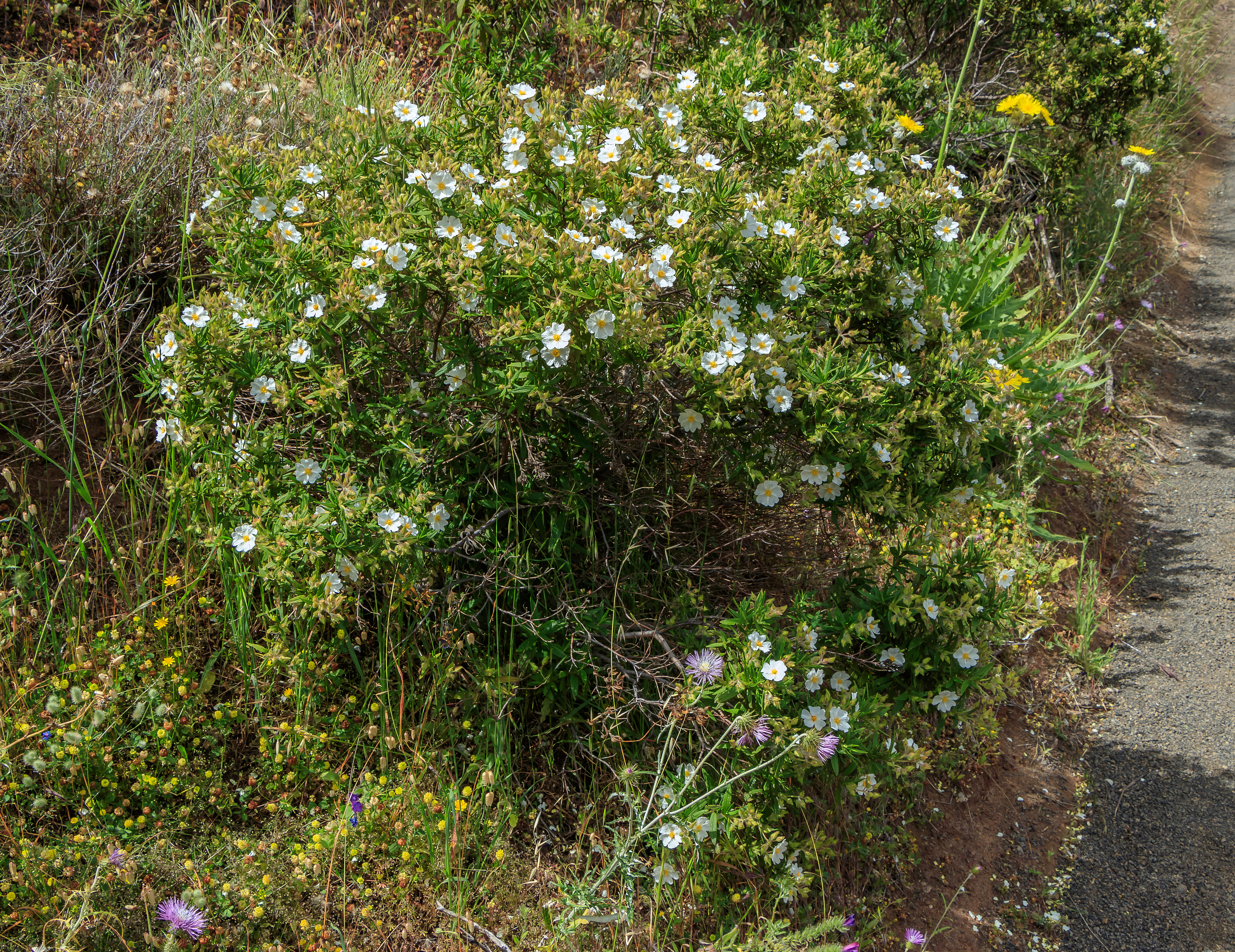 Cistus monspeliensis - Macizo de Teno 01