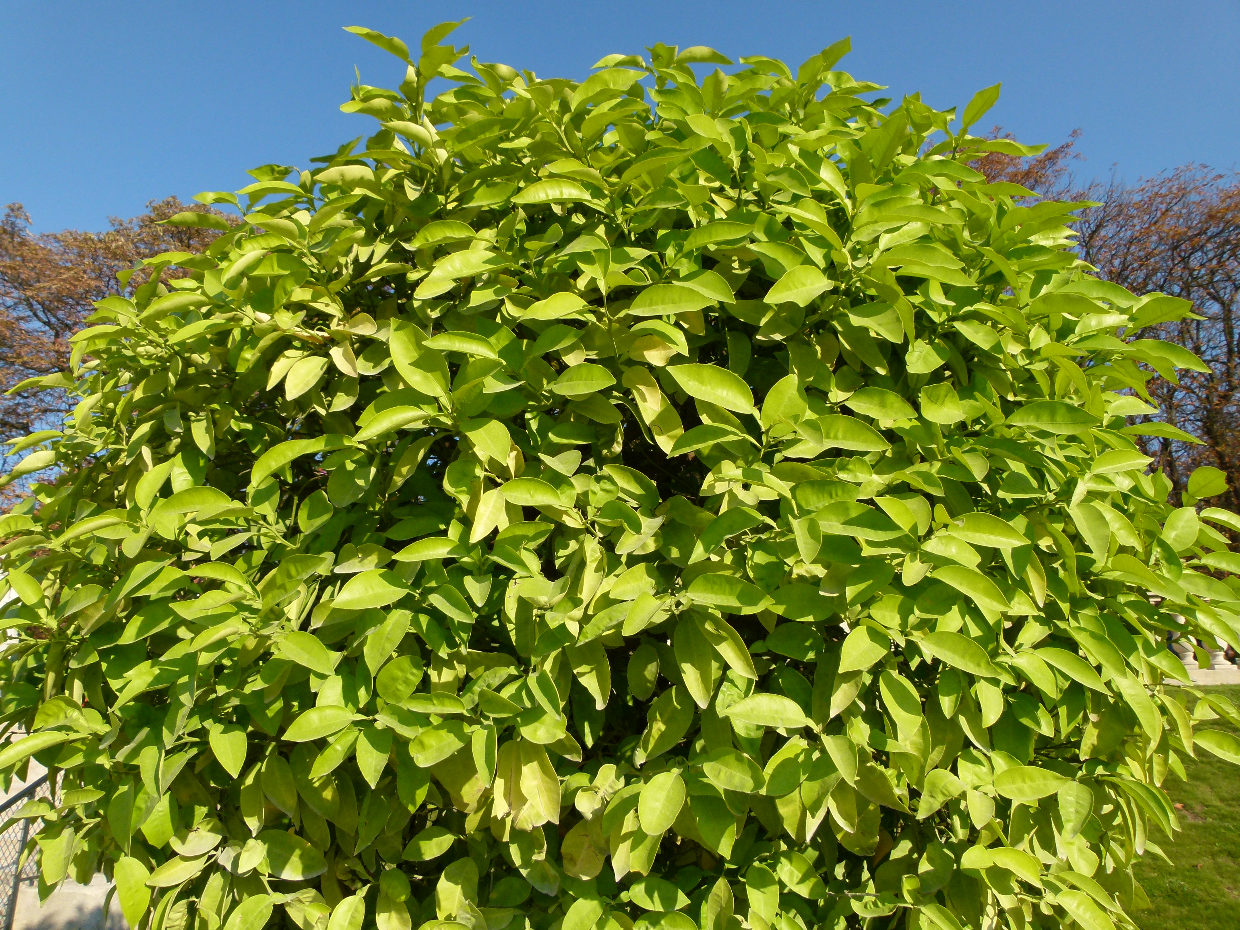 Citrus aurantium Jardin du Luxembourg