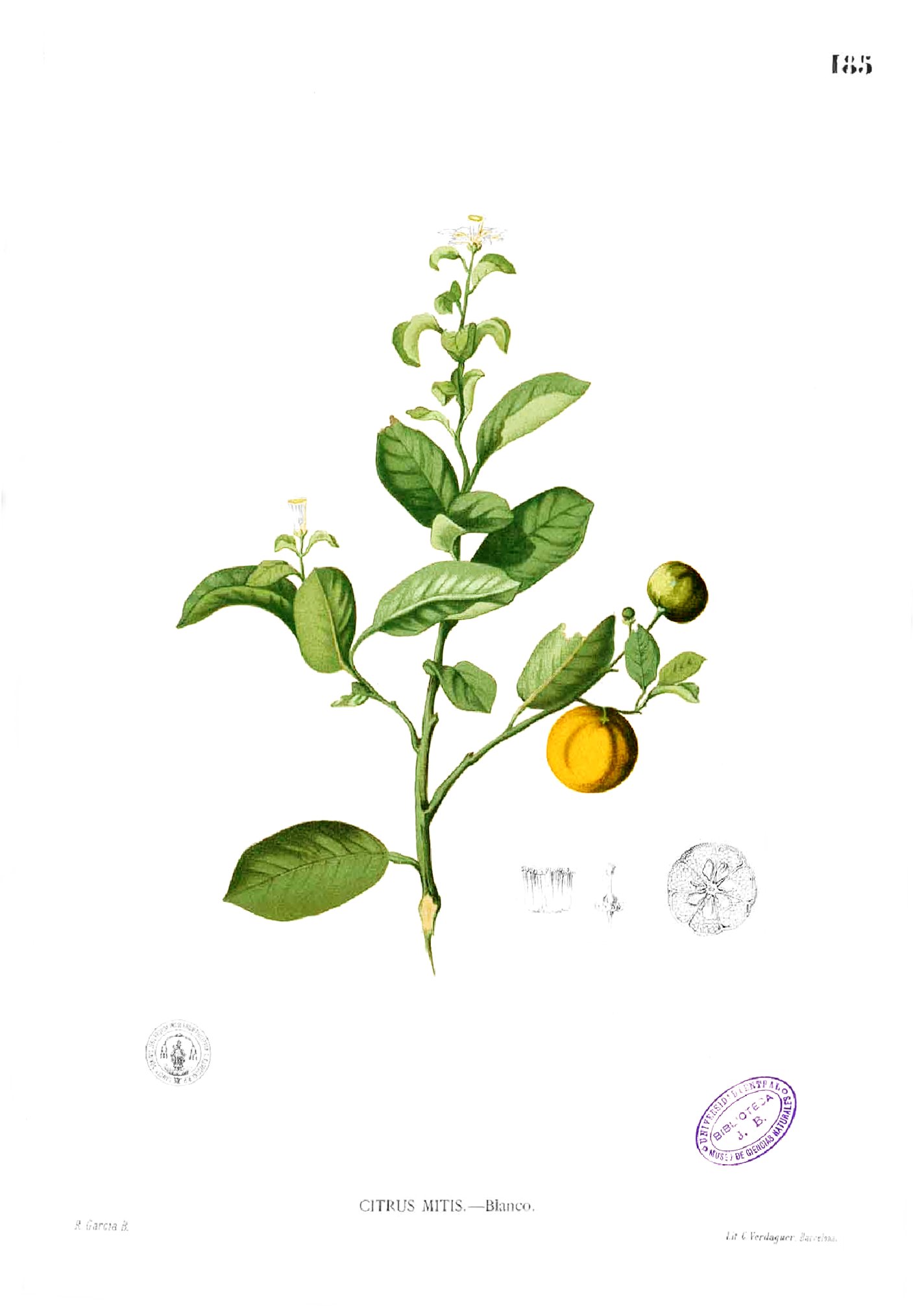Citrus madurensis Blanco1.185