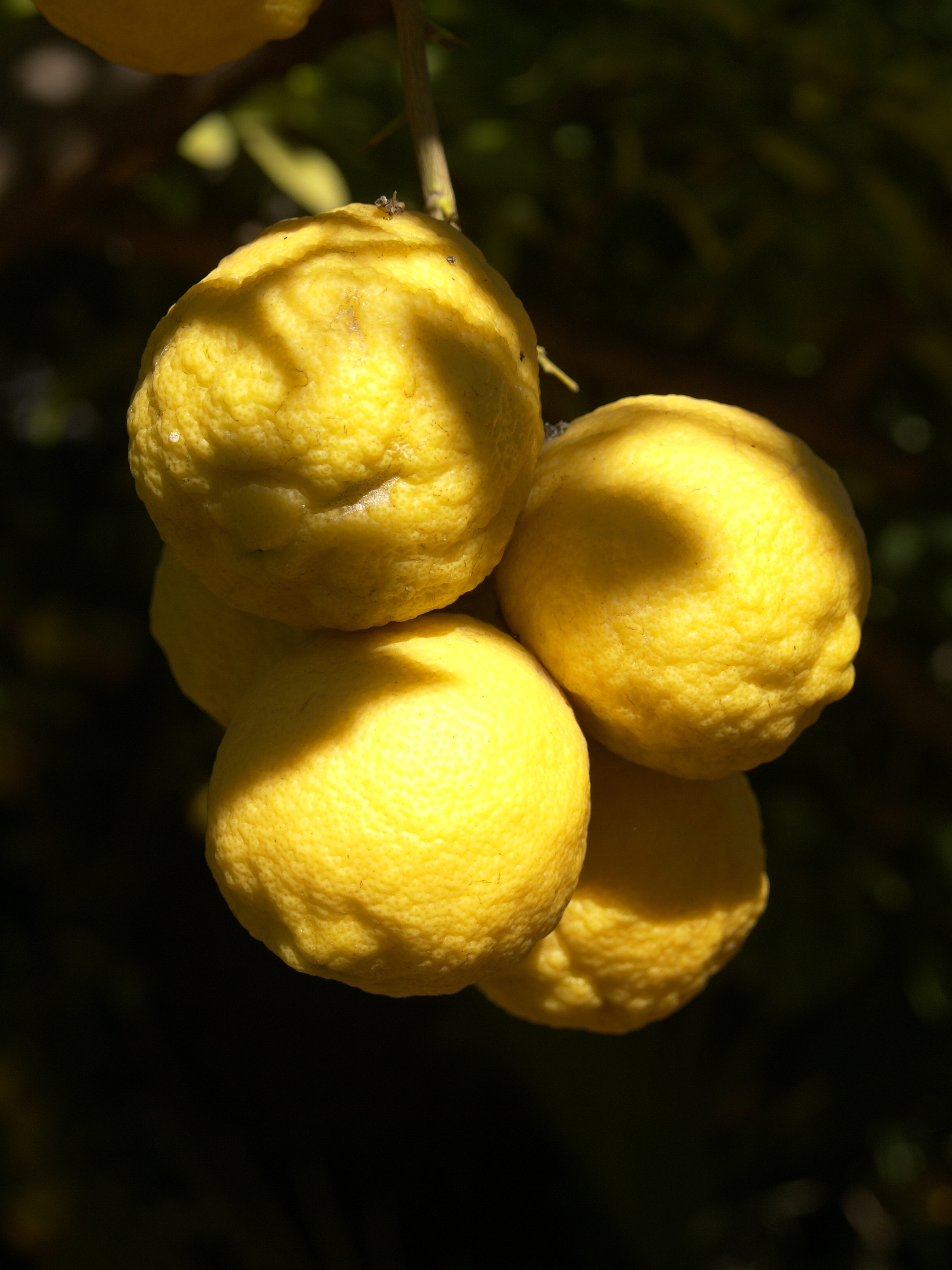 Citrus x limon (Outjo)