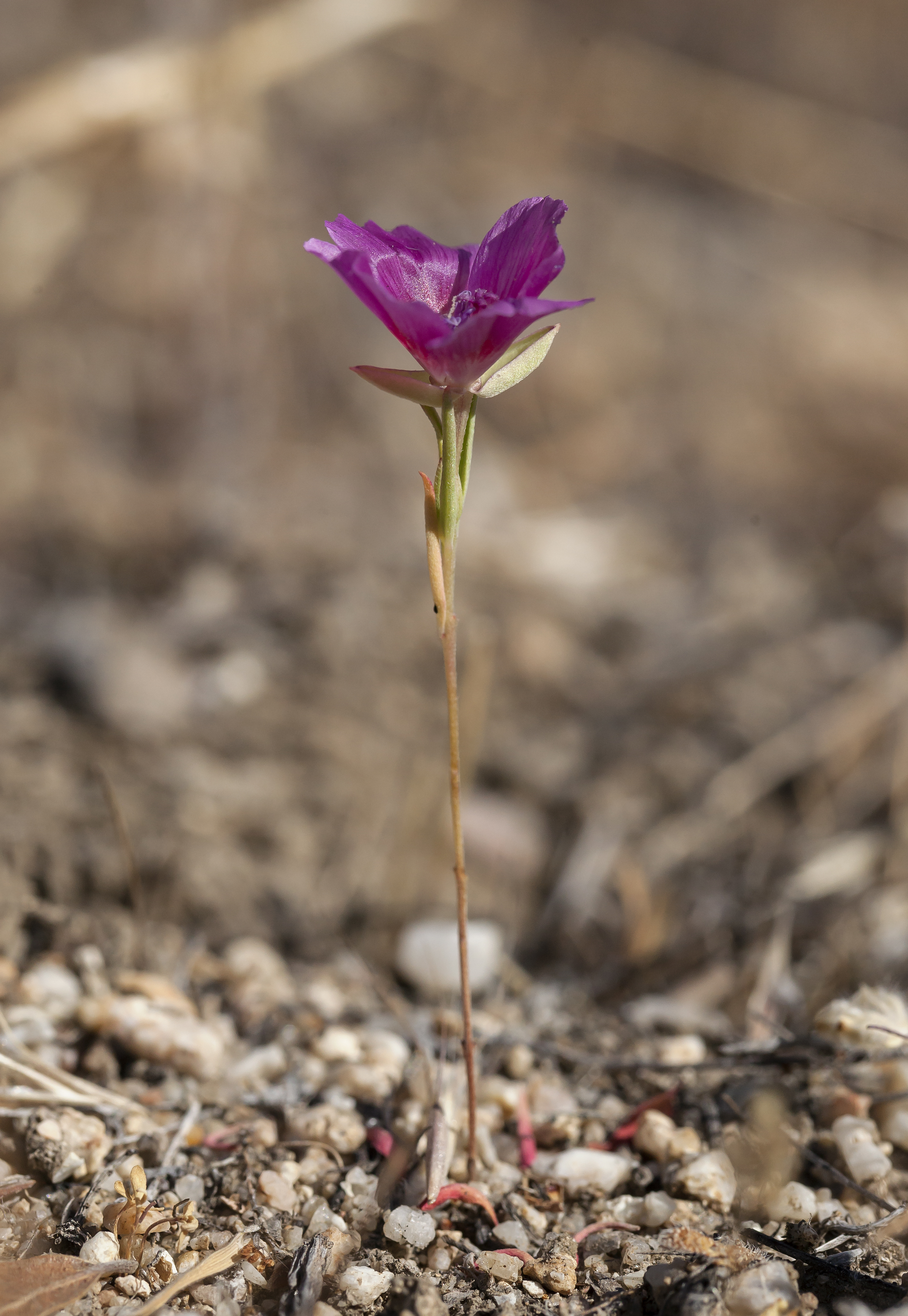 Clarkia jolonensis (14316711046)