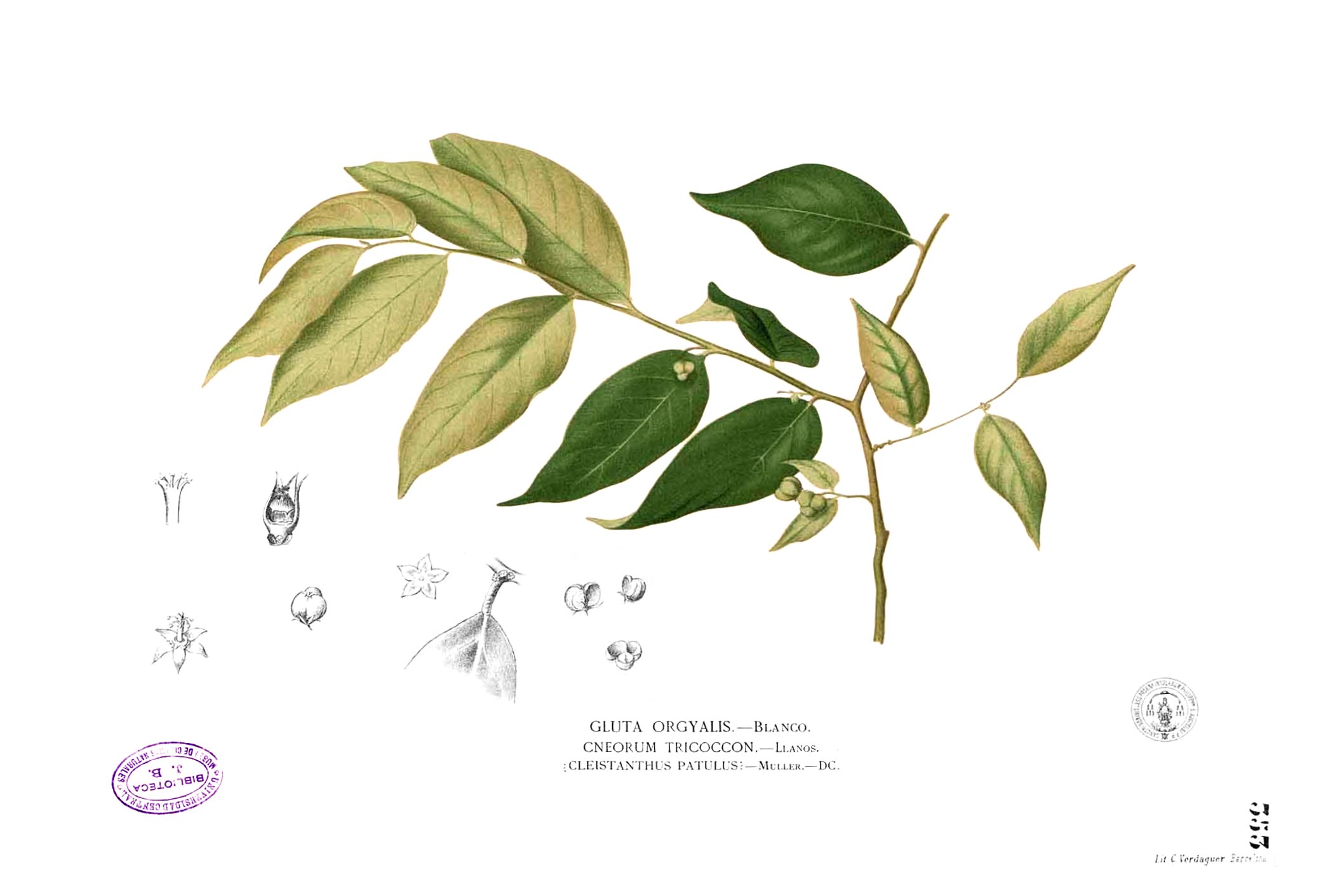 Cleistanthus orgyialis Blanco2.353