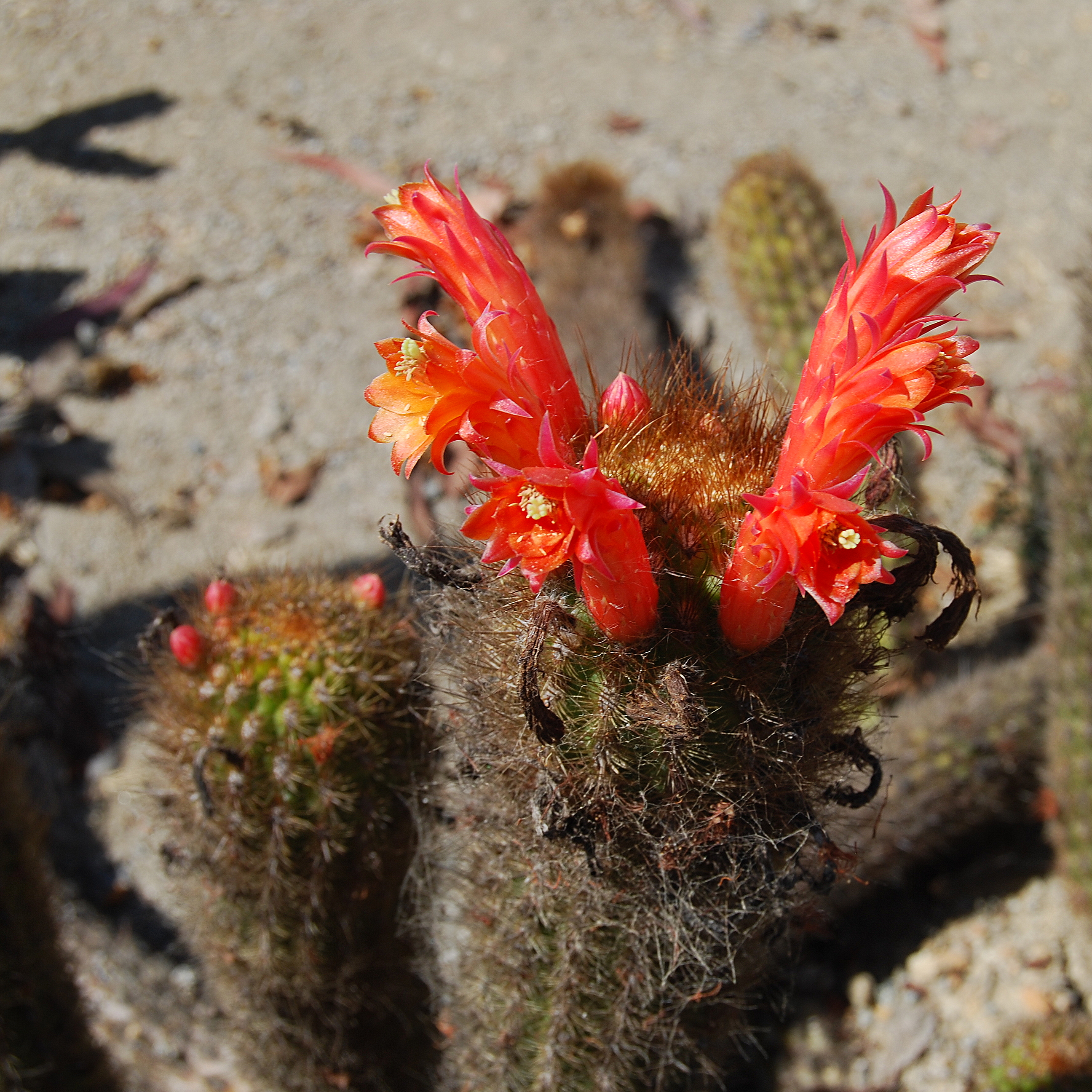 Cleistocactus acanthurus0001