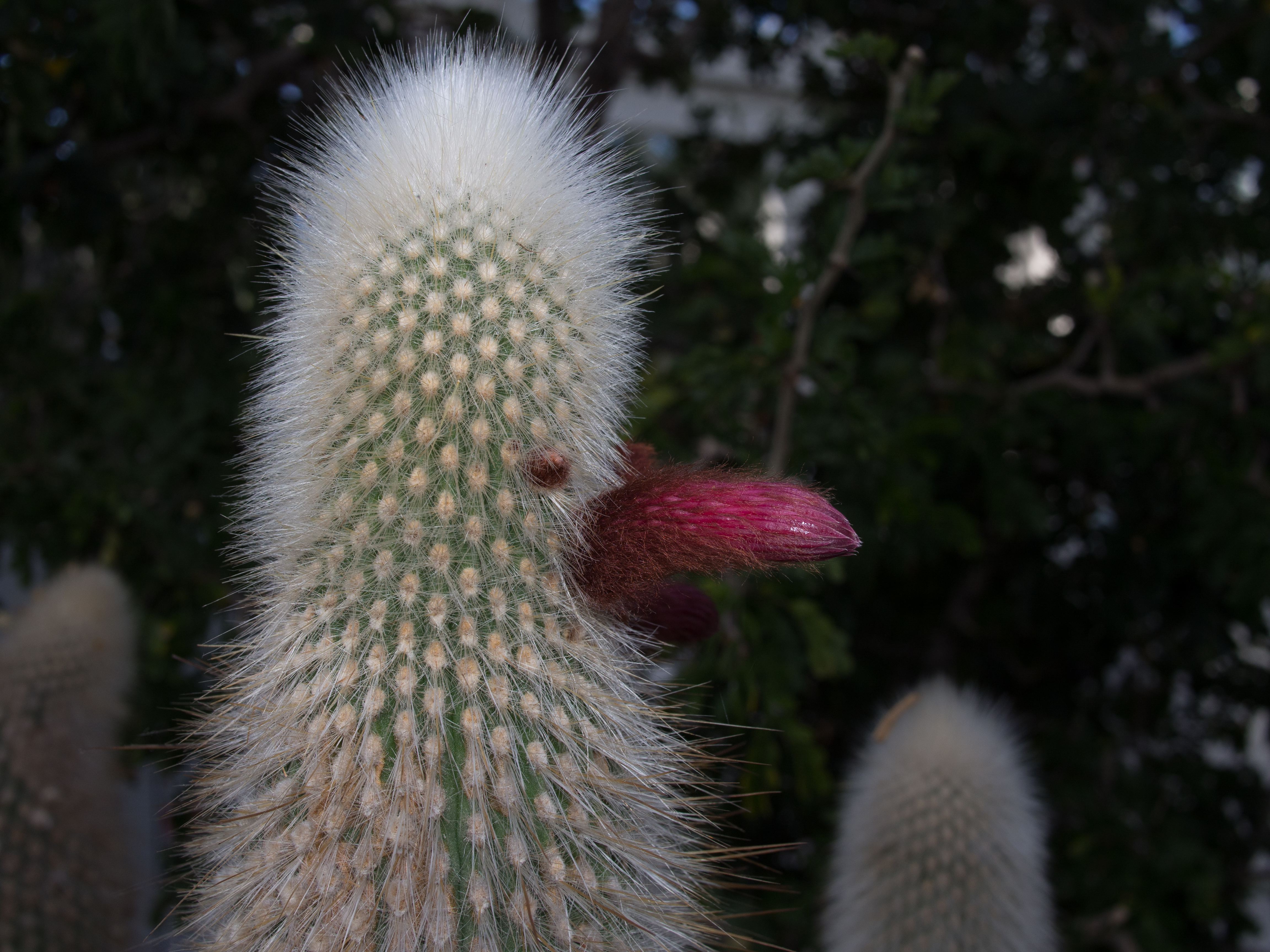 Cleistocactus strausii (70386)