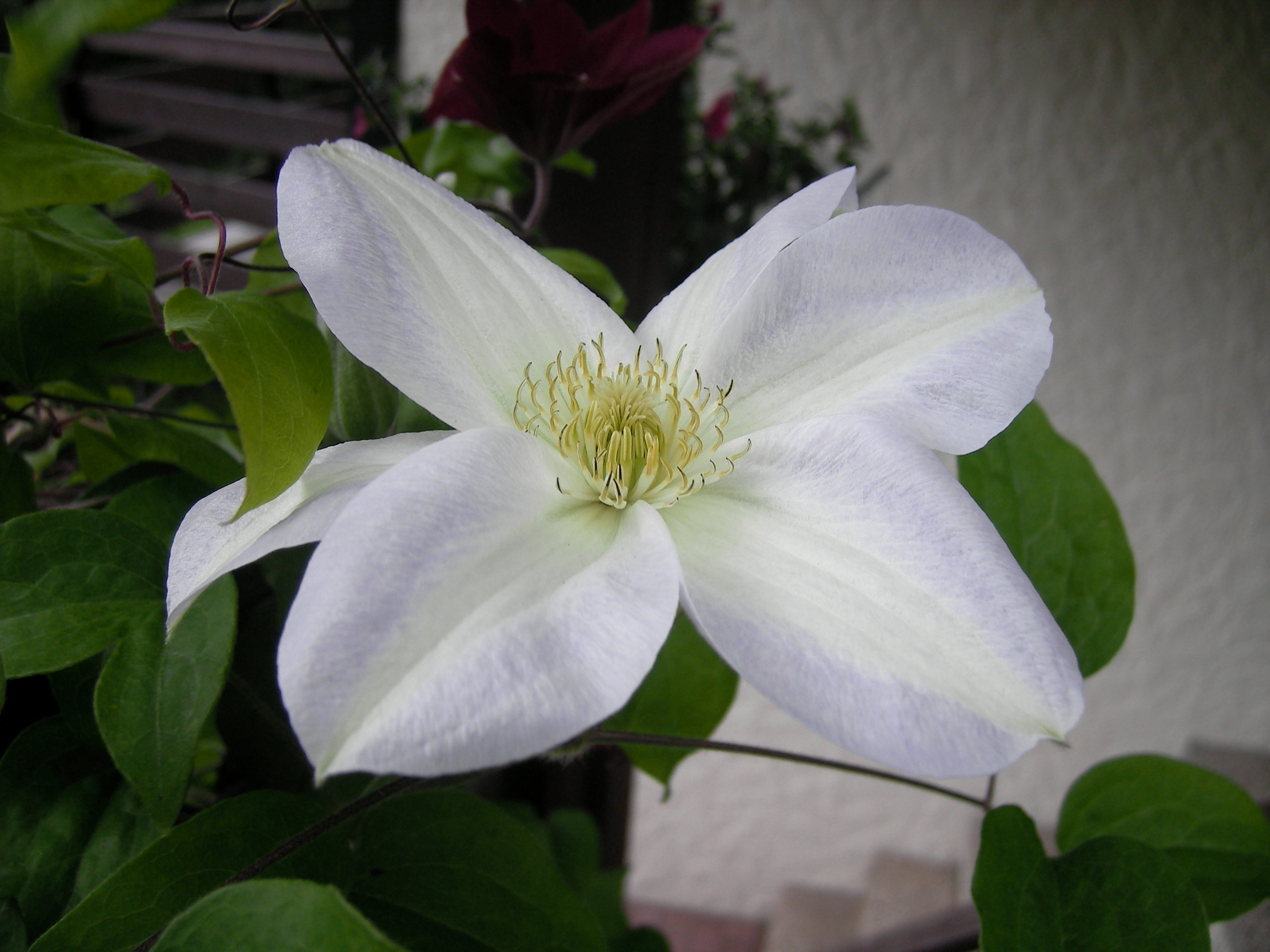 Clematis046