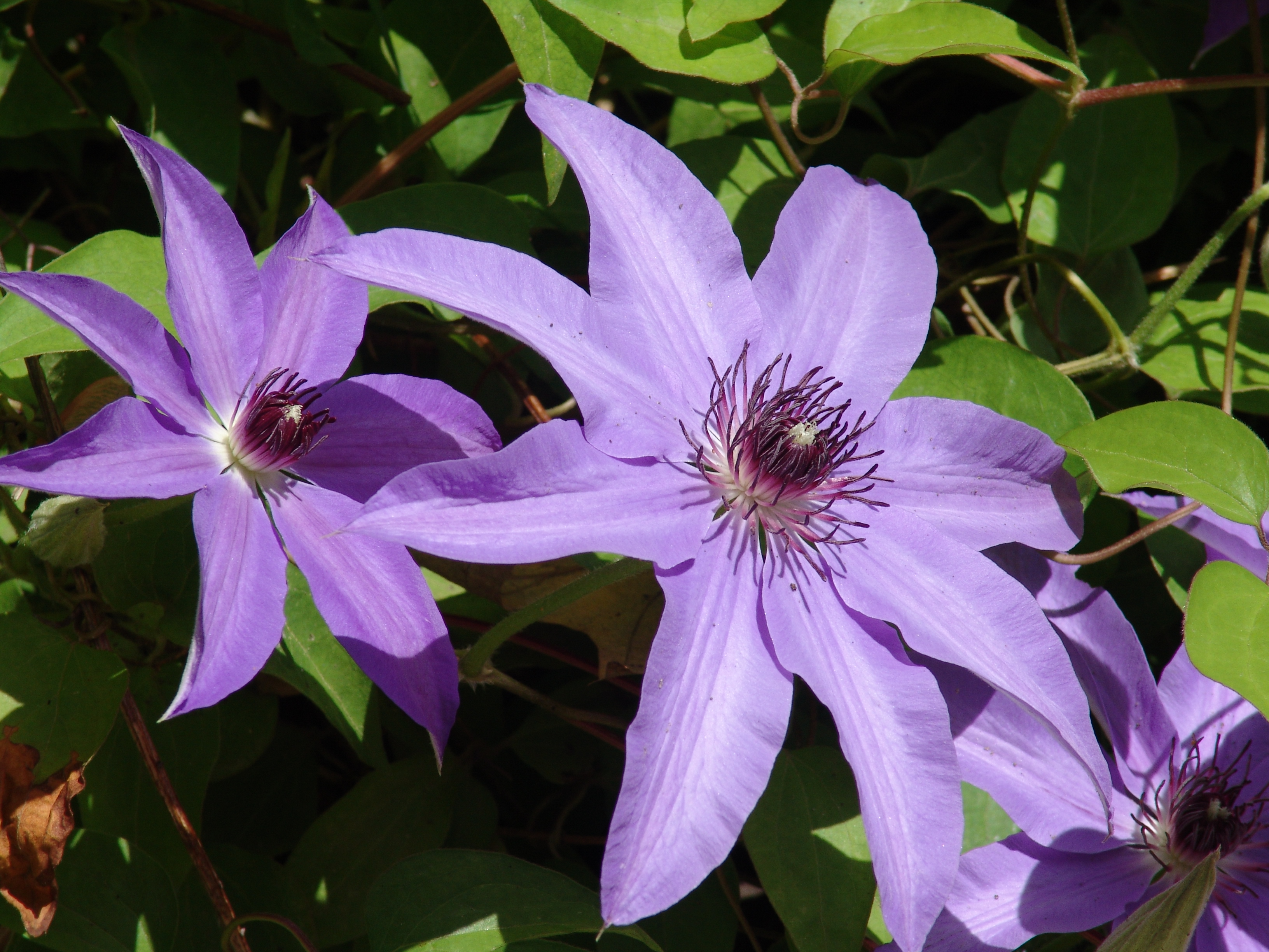 Clematis - blue