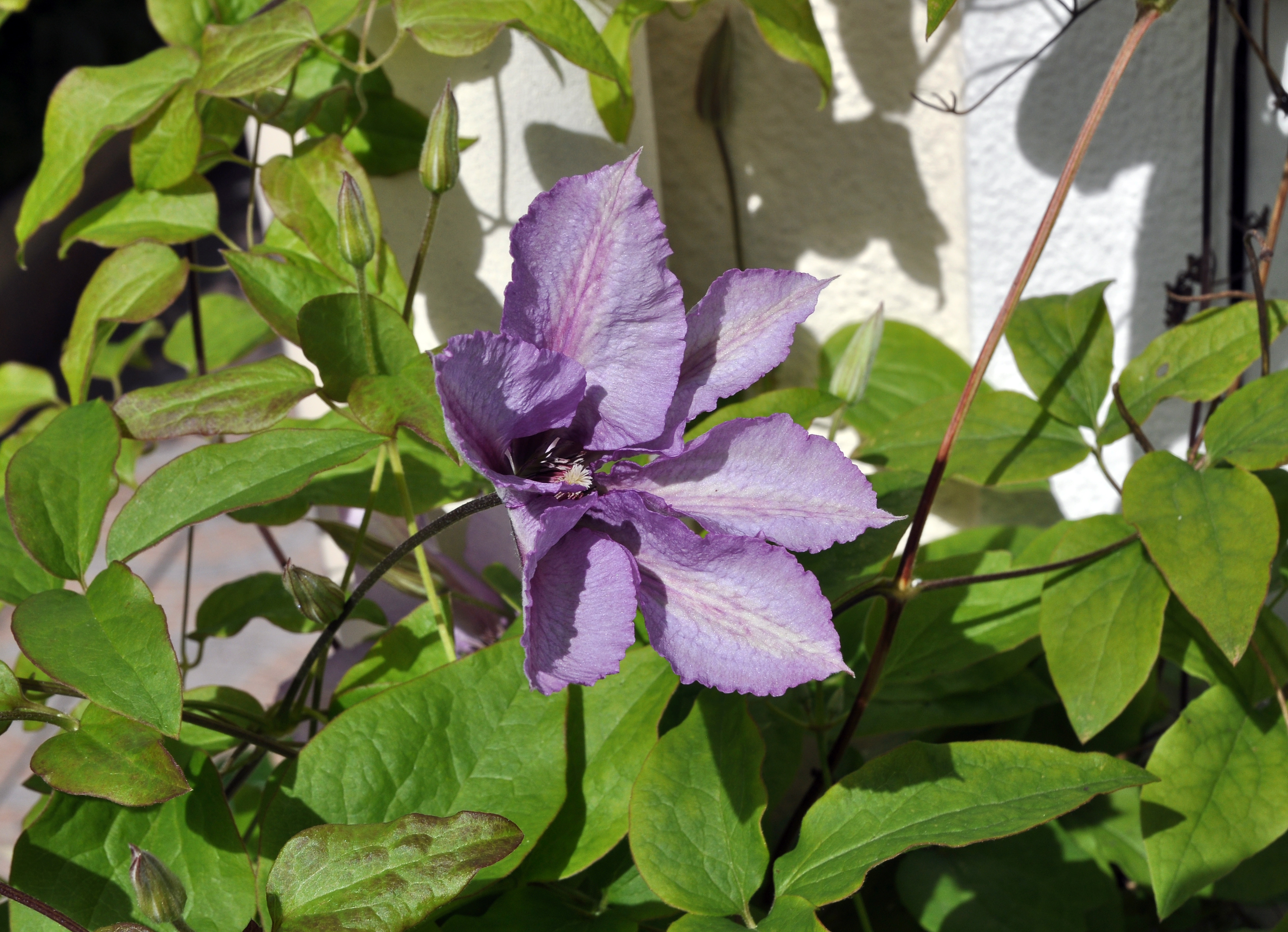 Clematis 'Margaret Hunt' 001