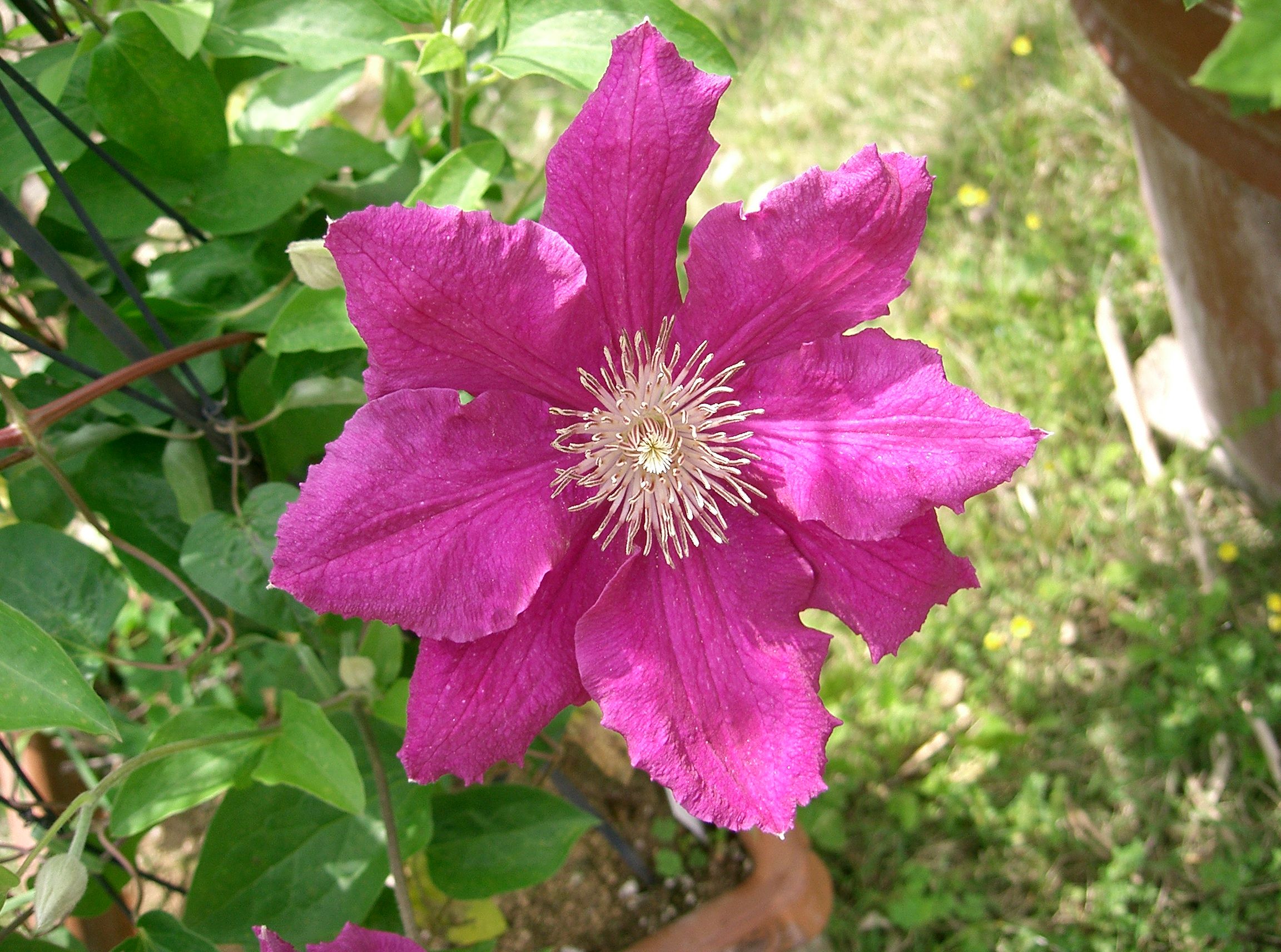 Clematis cv1