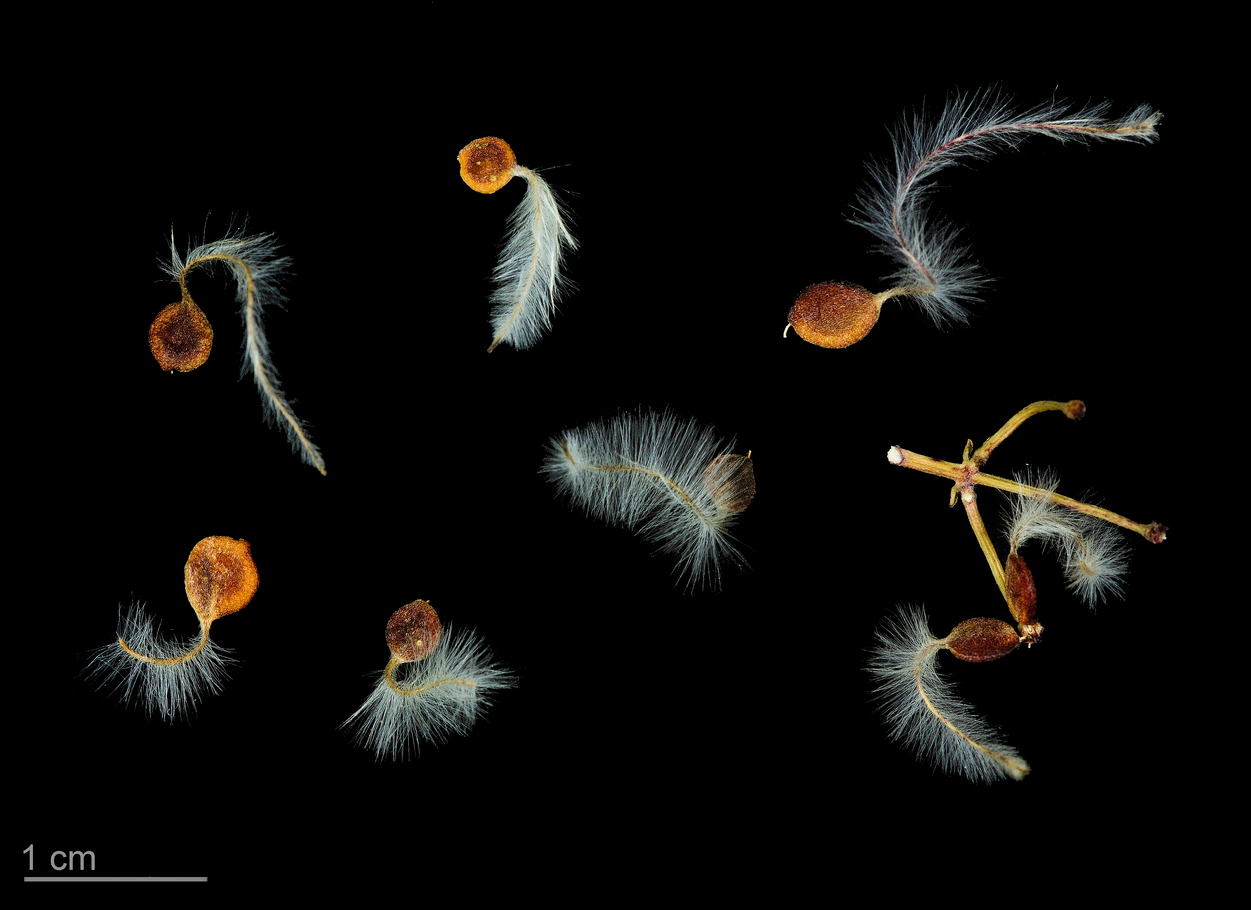 Clematis flammula MHNT.BOT.2008.1.7