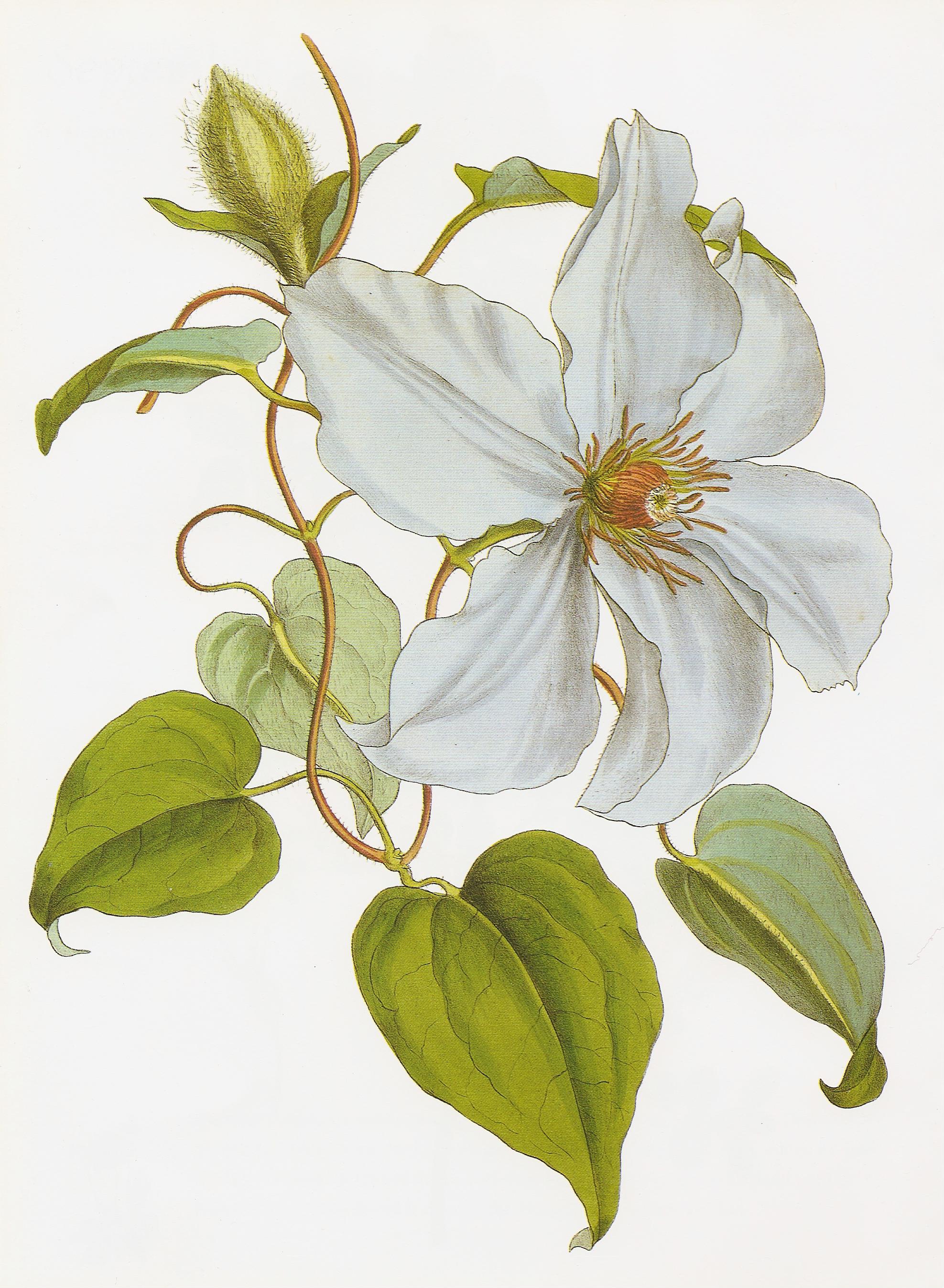 Clematis lanuginosa RHS