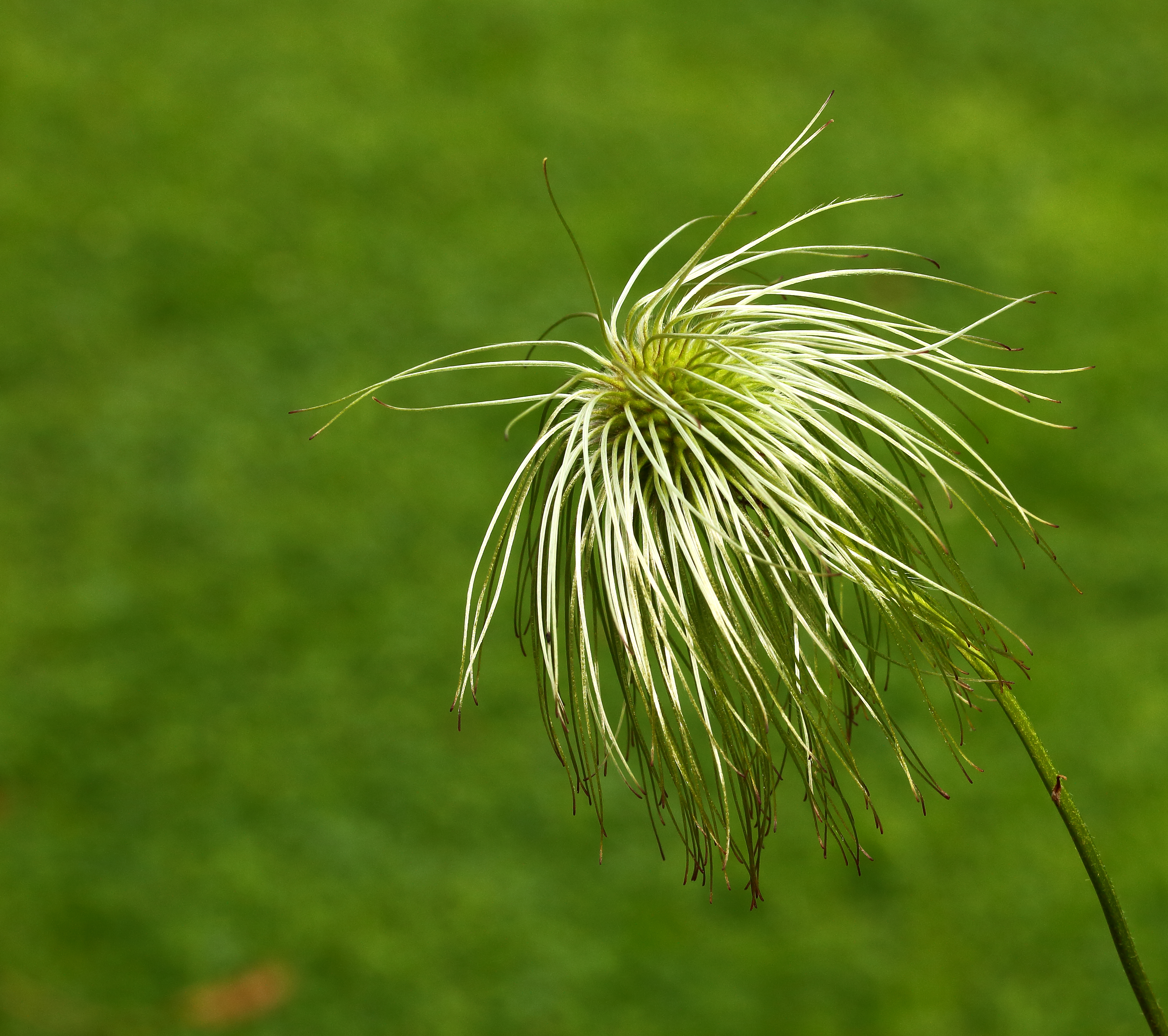 Clematis tangutica (zaadpluis)
