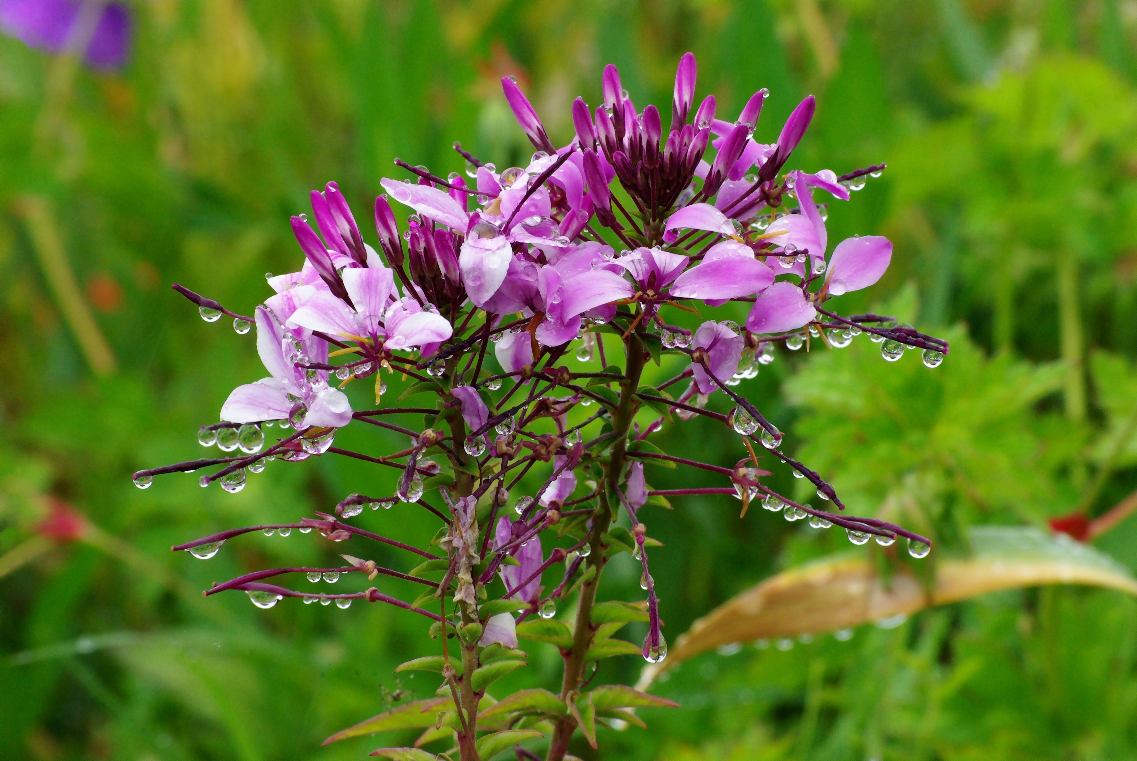 Cleome hassleriana FR 2012