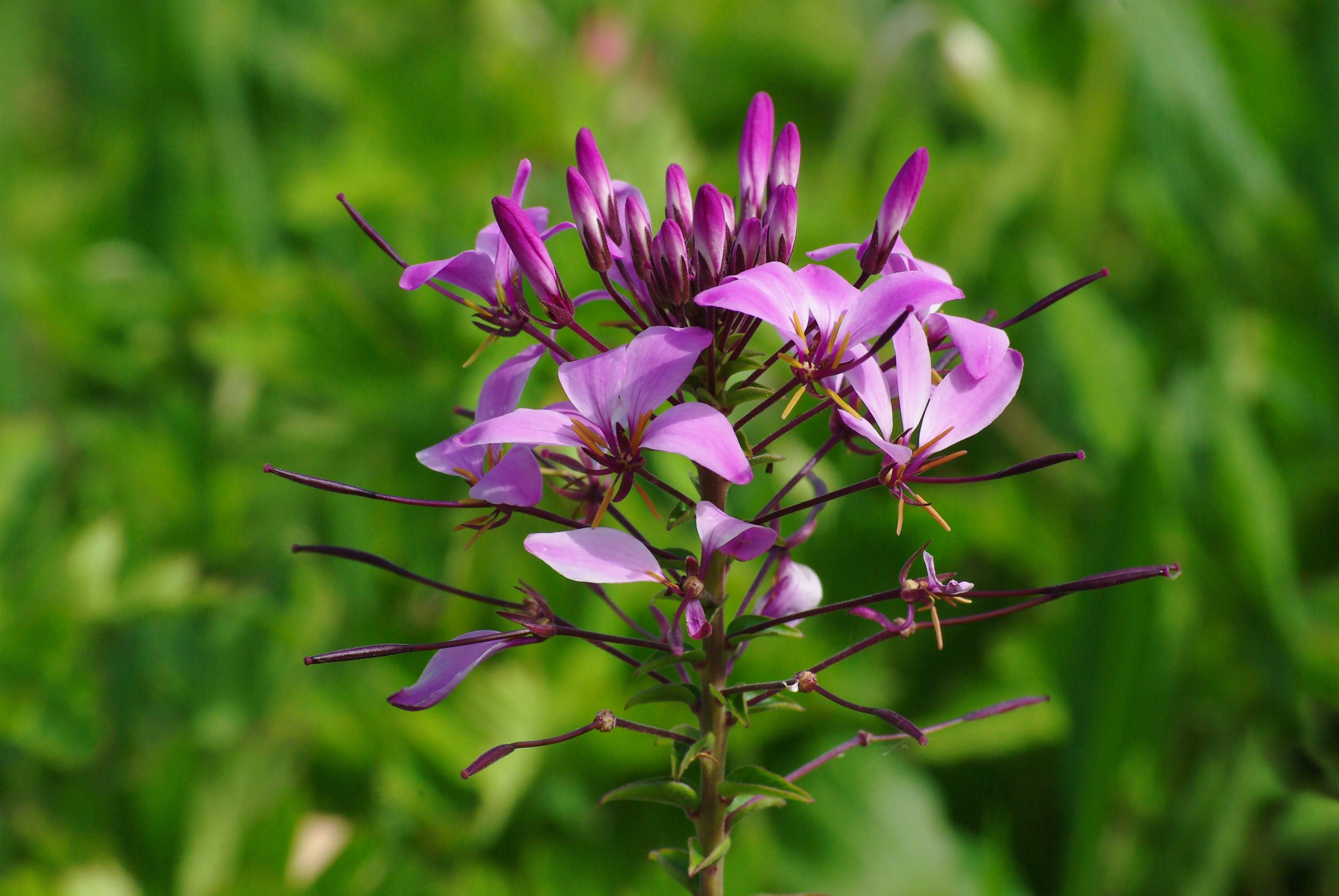 Cleome spinosa 2012
