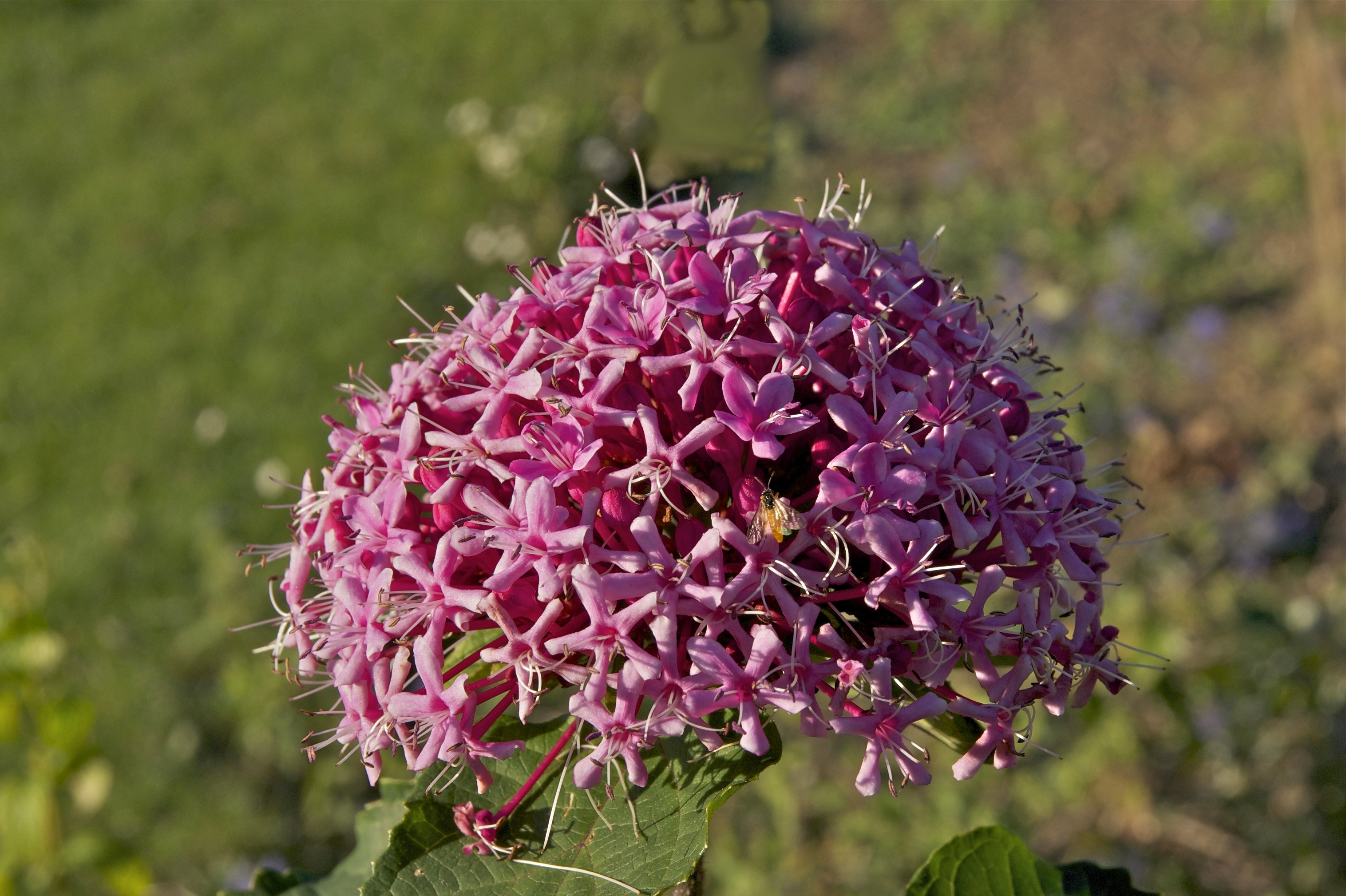 Clerodendrum bungei JdP