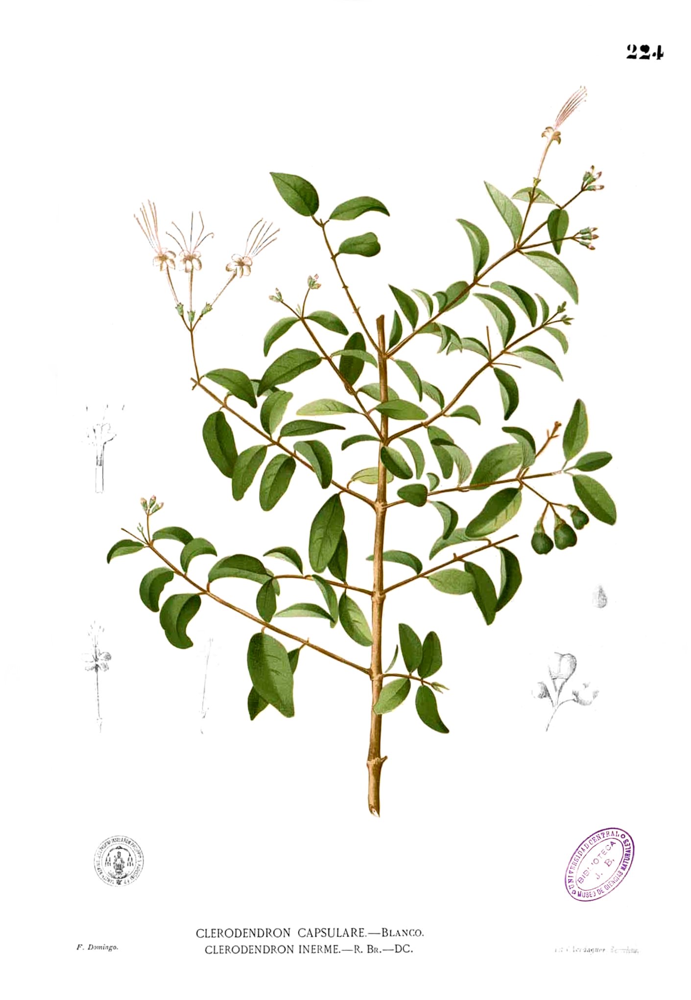 Clerodendrum inerme Blanco1.224