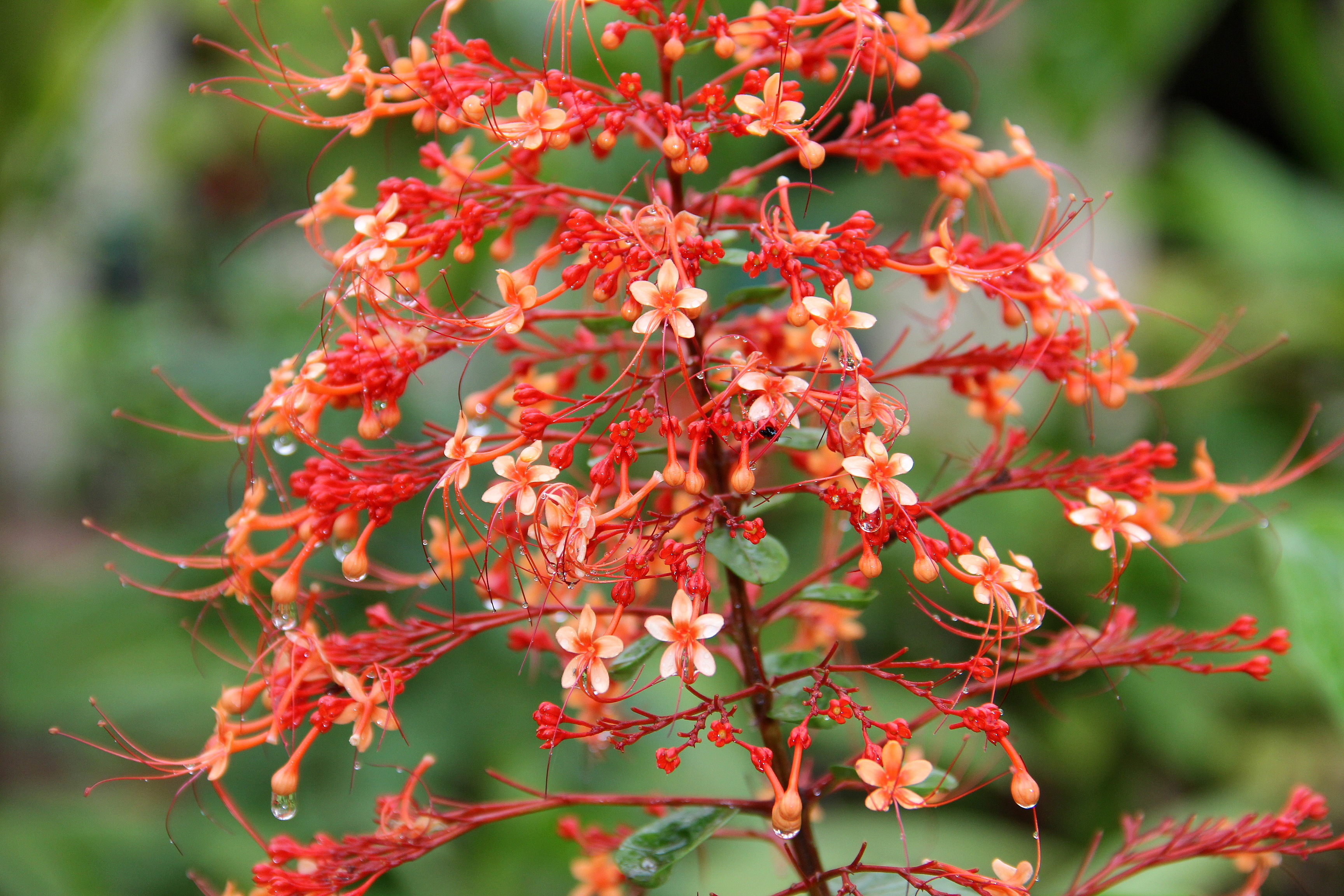 Clerodendrum paniculatum (11038741656)