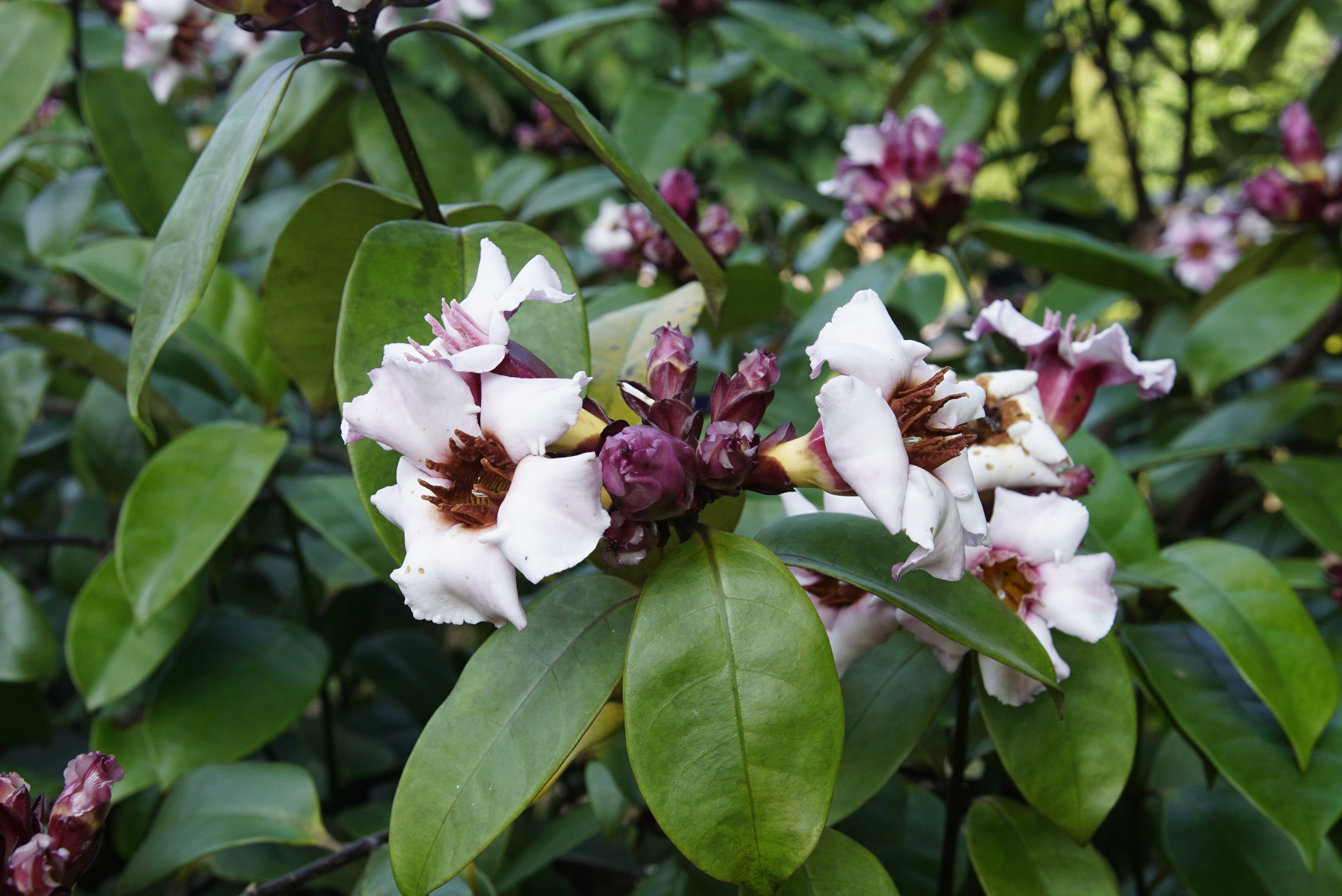 Climbing Oleander(Strophanthus gratus) 4244