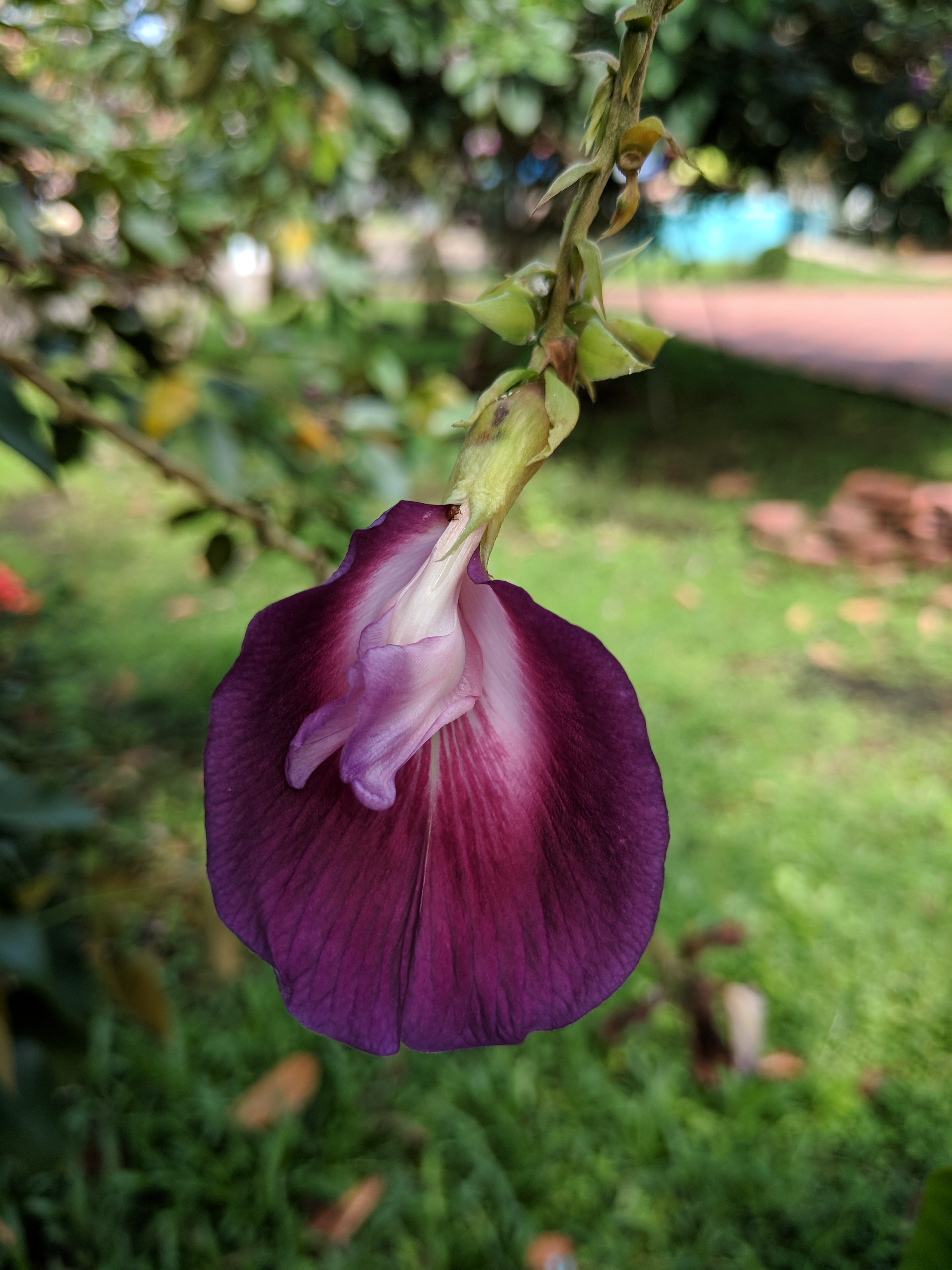 Clitoria arborea 17