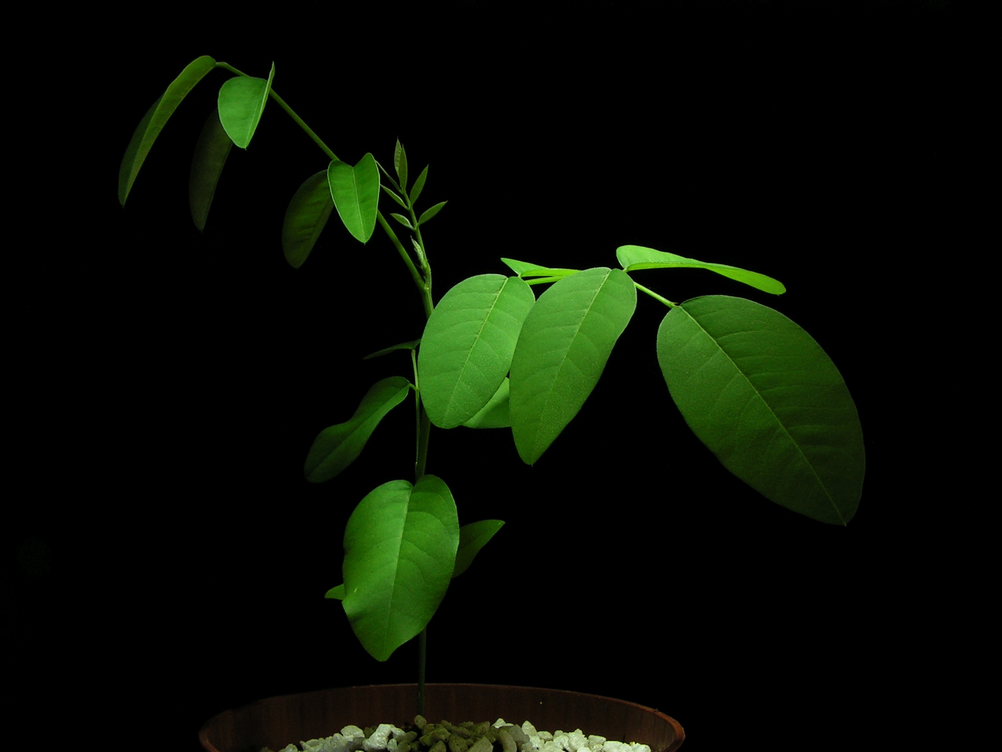 Clitoria ternatea20130624 11