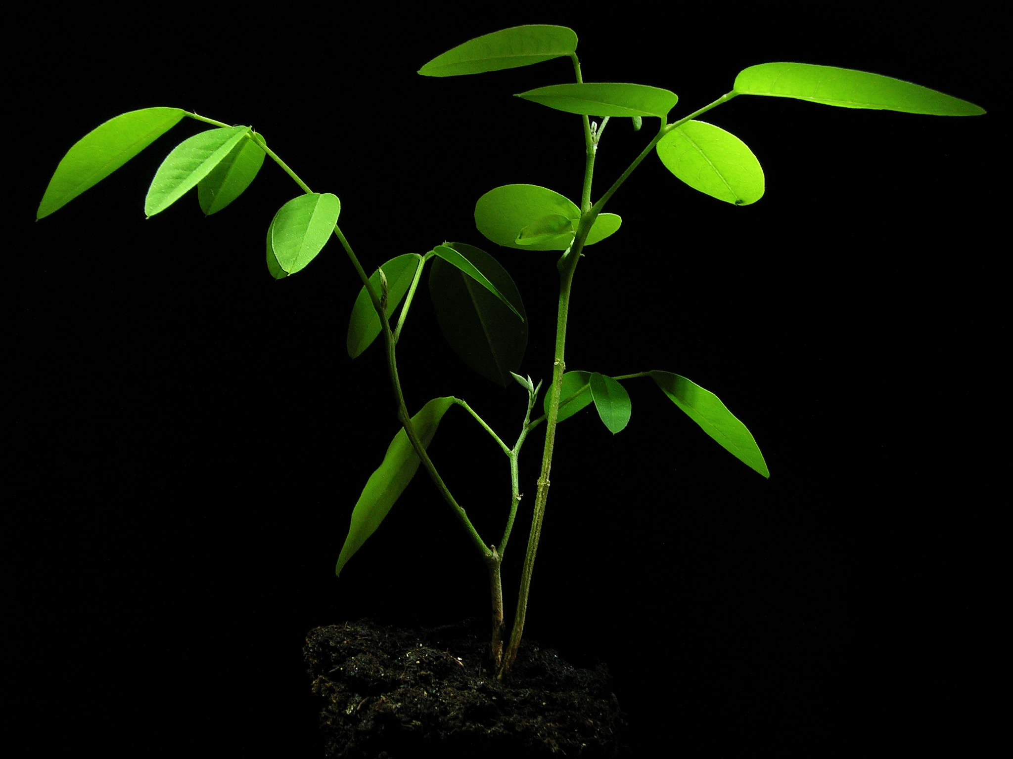 Clitoria ternatea20130716 17