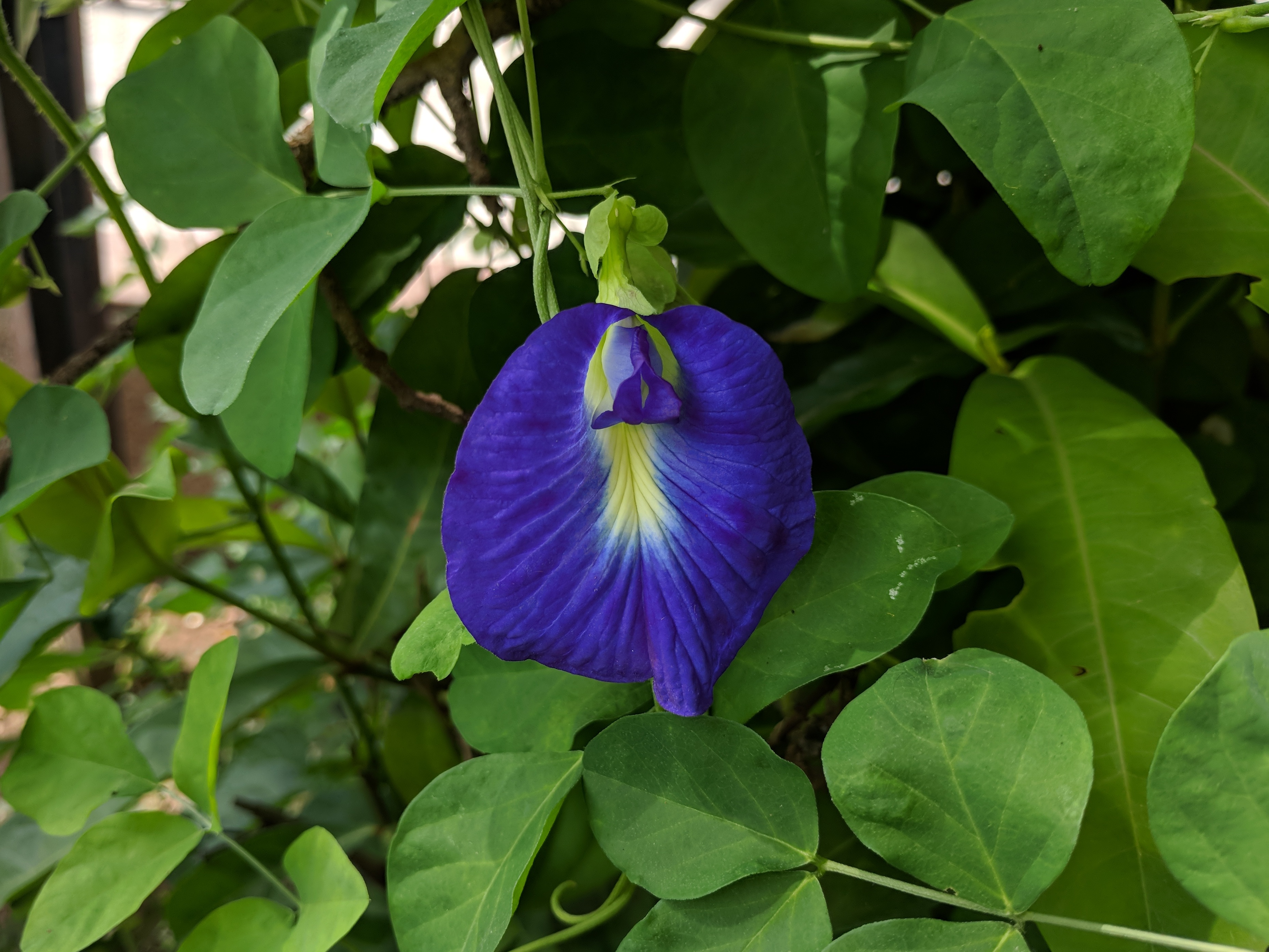 Clitoria ternatea 20180921 110627