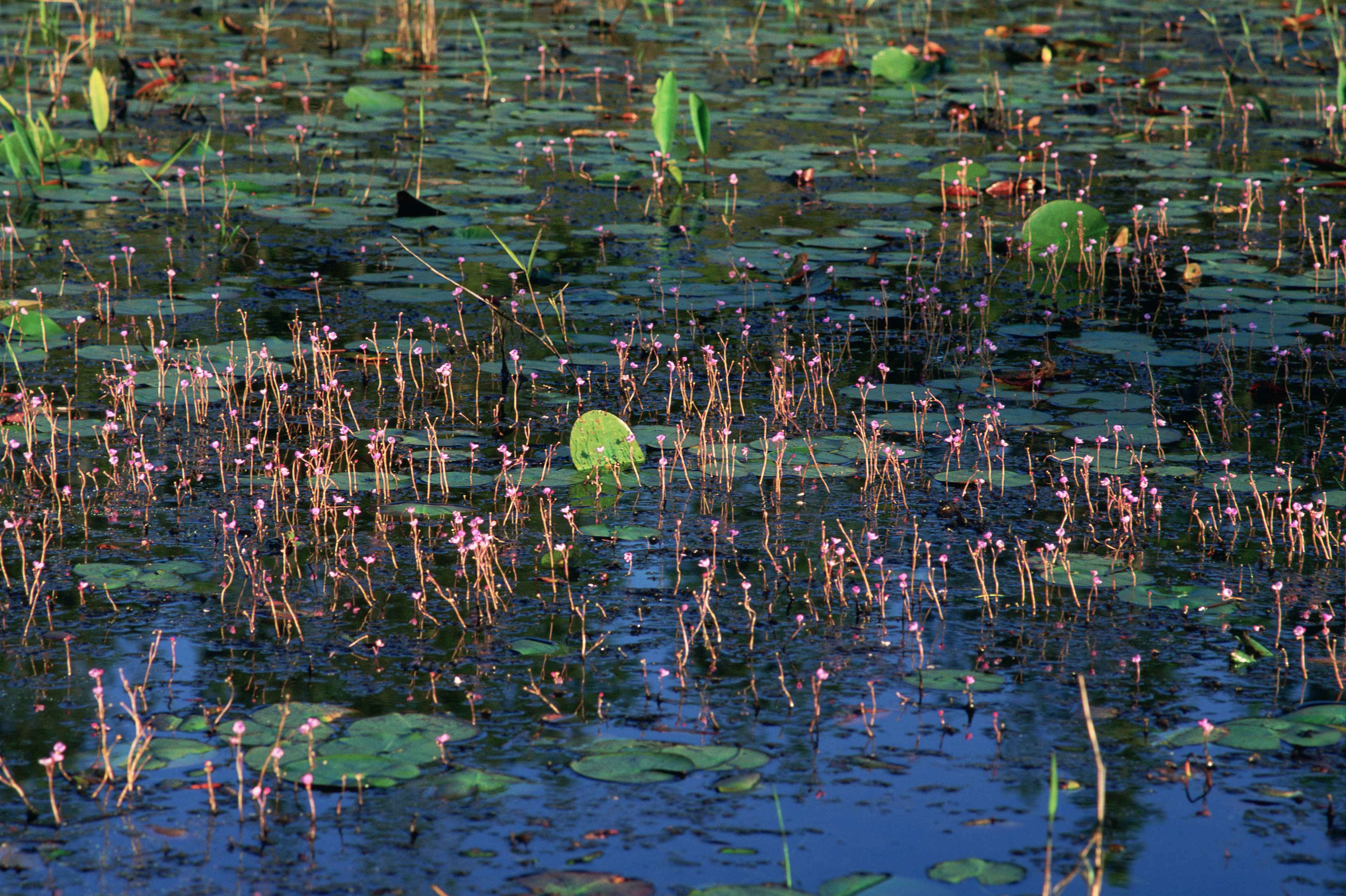 Close view of aquatic plants on water surface in prairie wetland