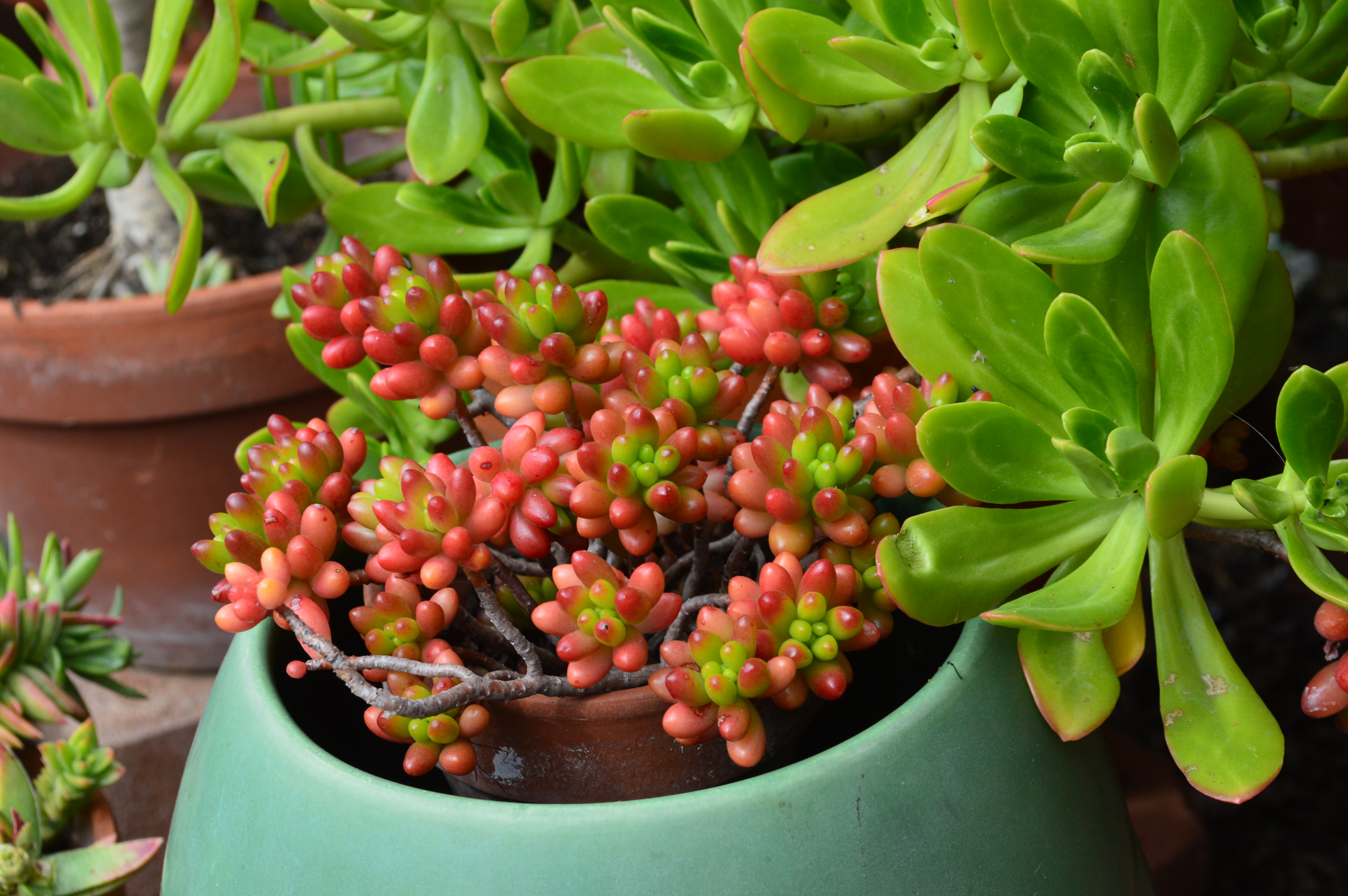 Coastal Plants