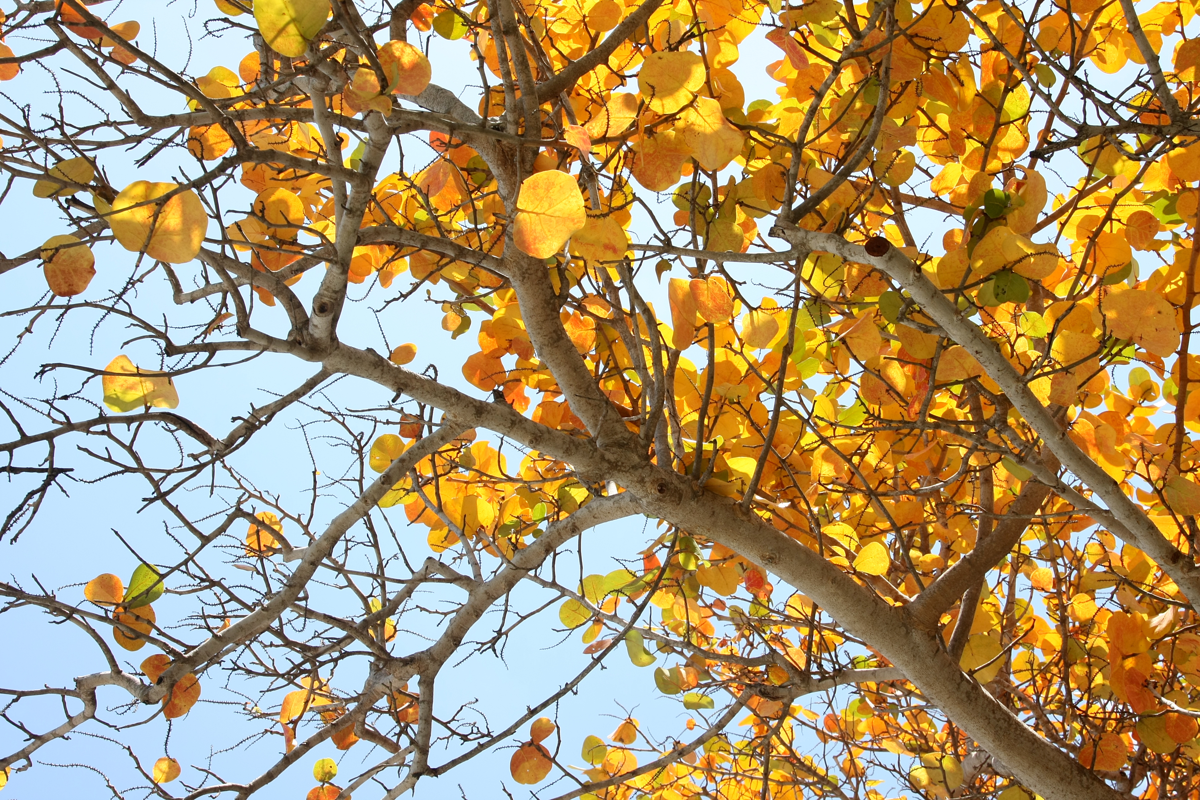 Coccoloba uvifera yellow leaves 1
