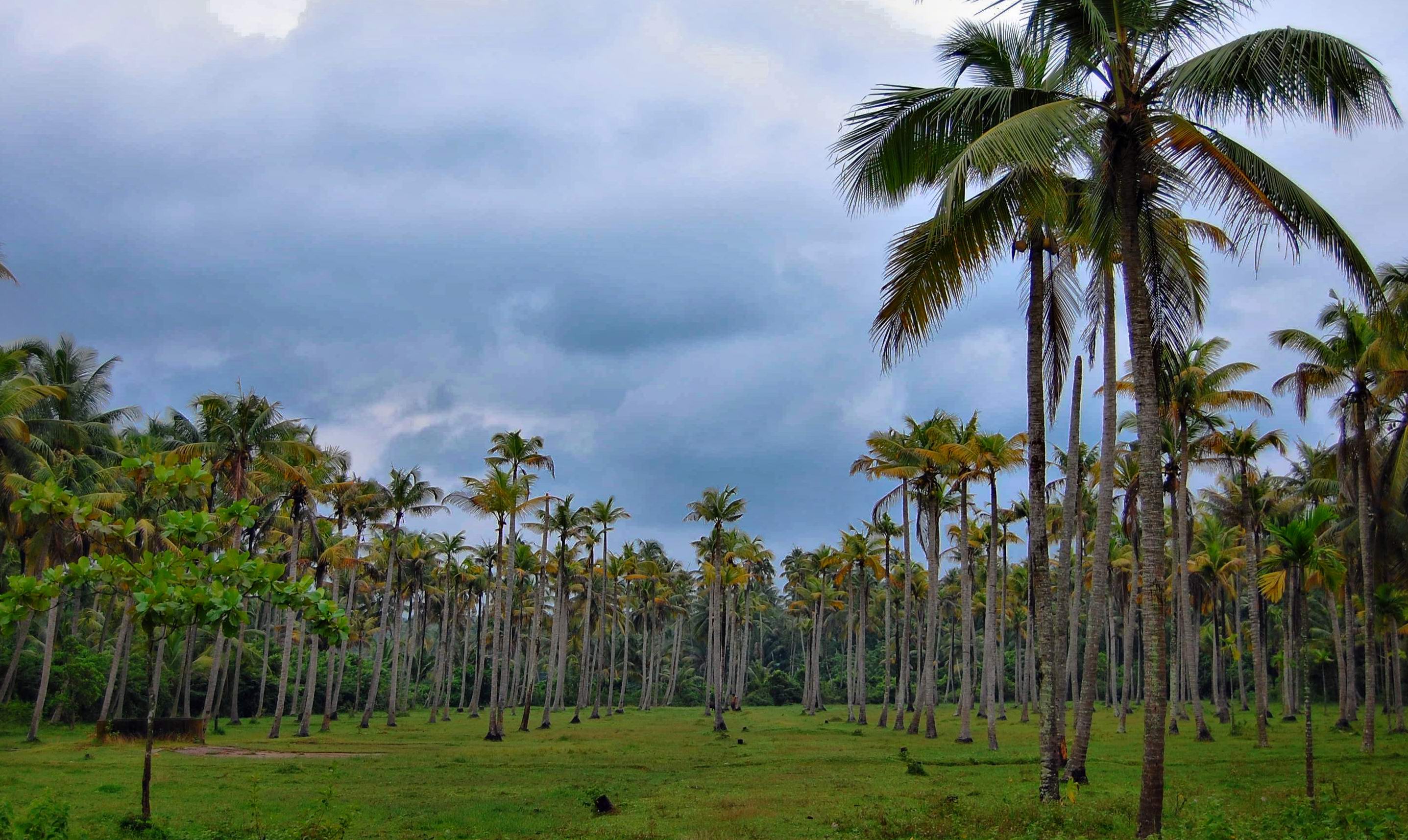 Coconut farm