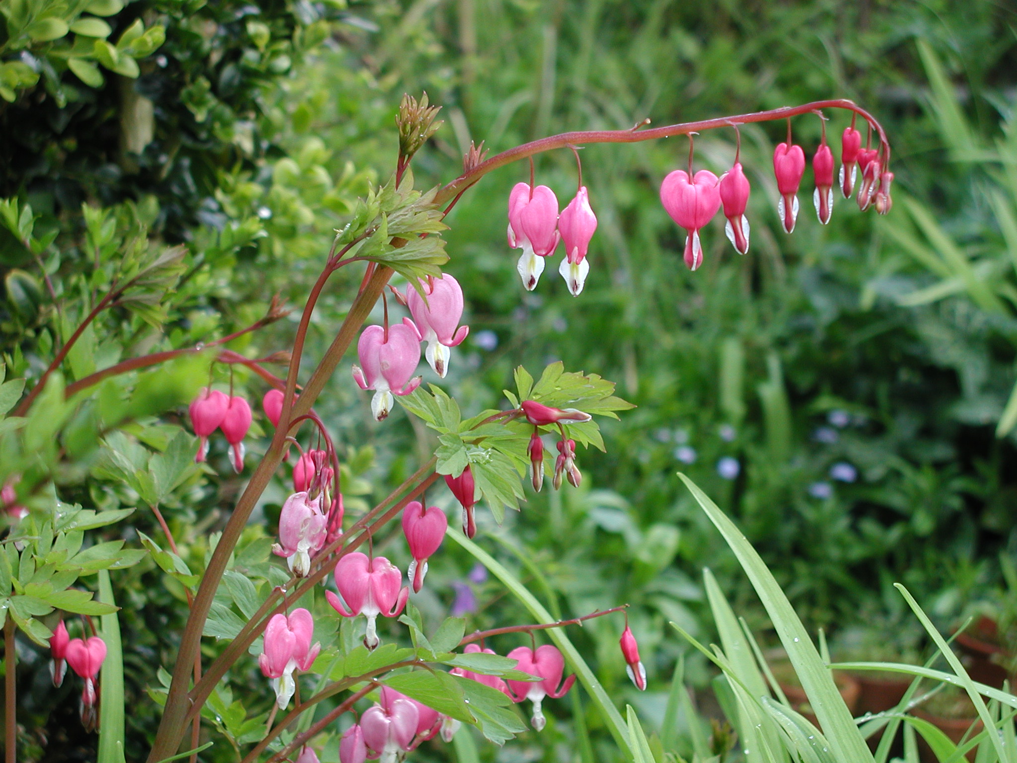 Coeur de marie