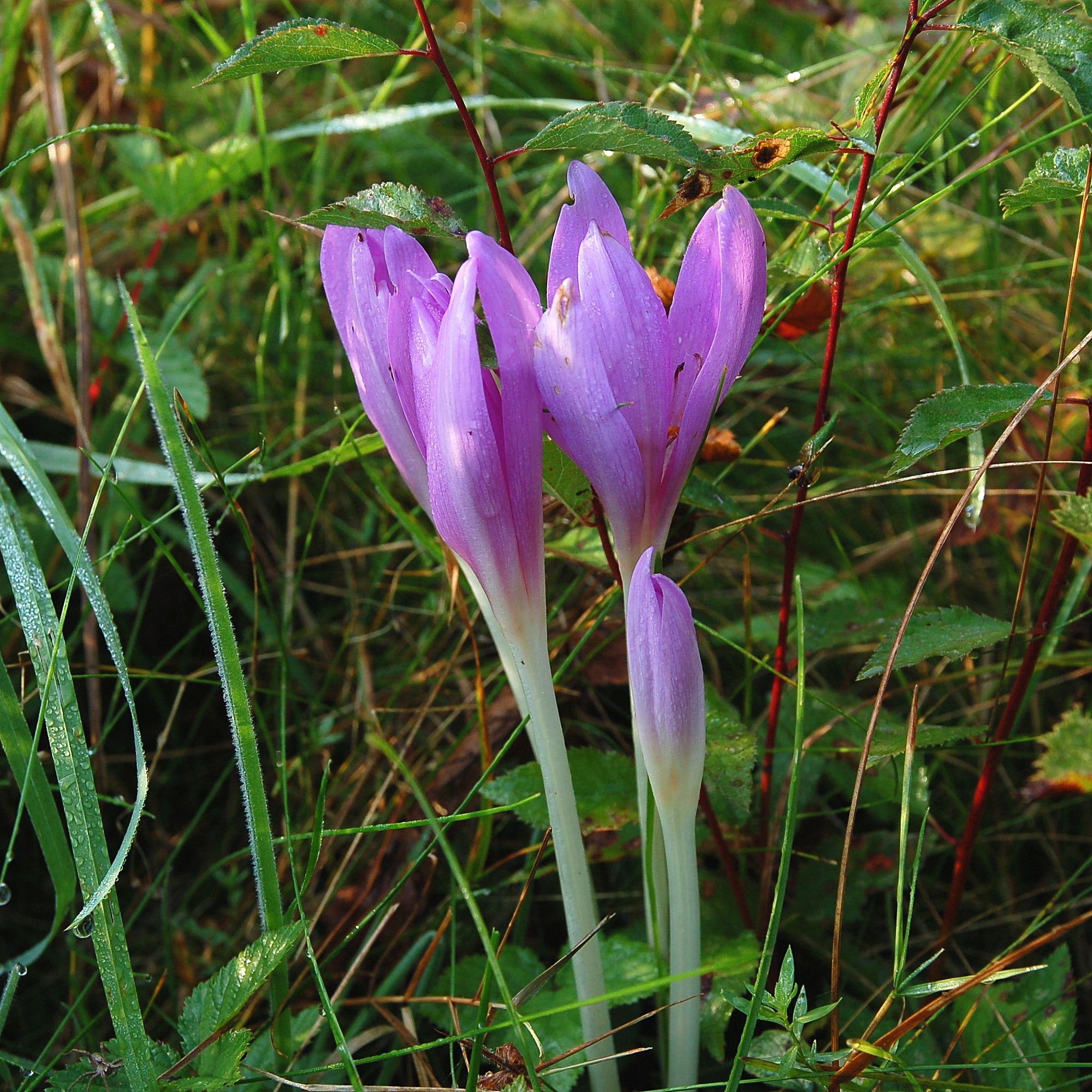 Colchicum autumnale Luc Viatour