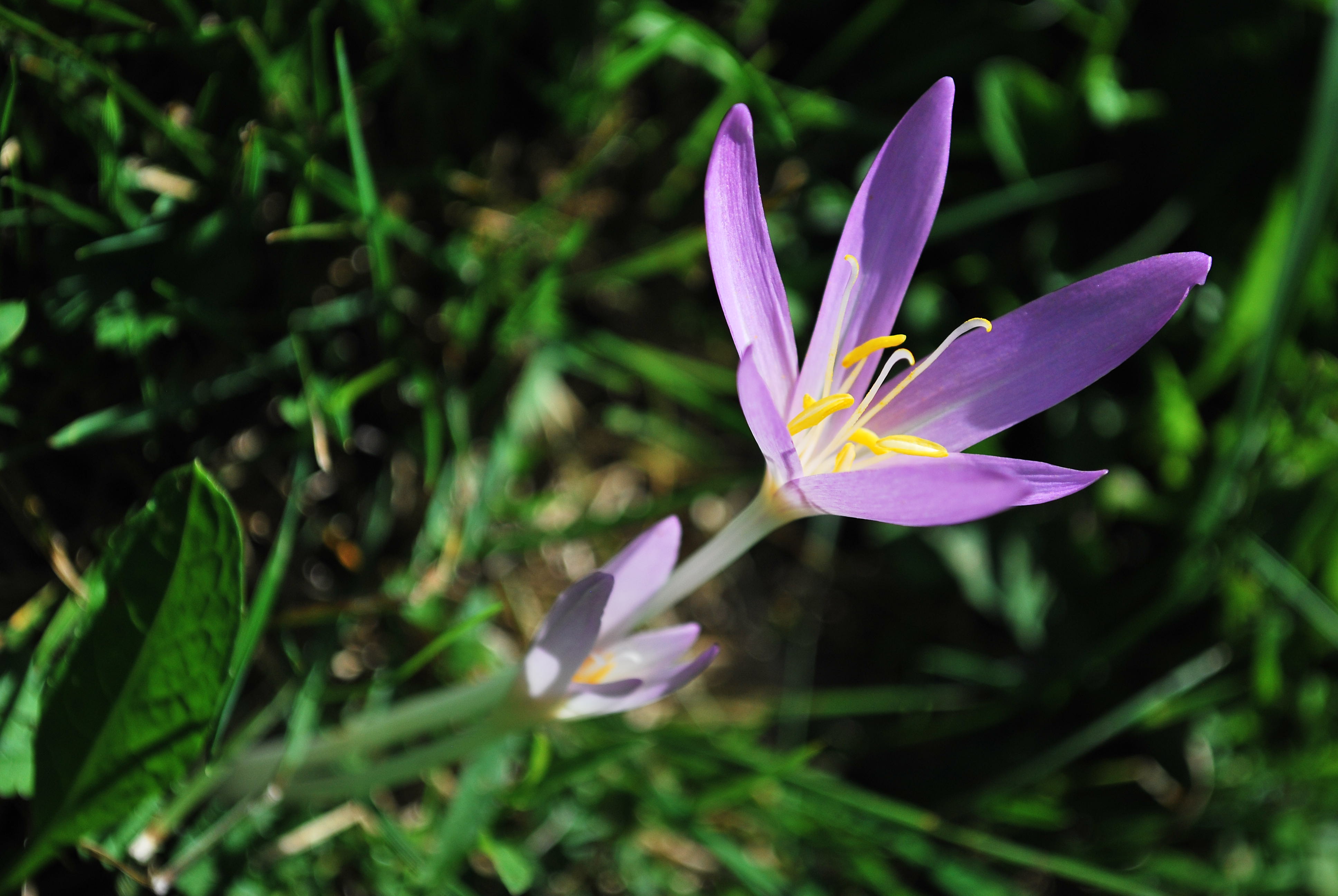 Colchium autumnale (2) (8824551580)