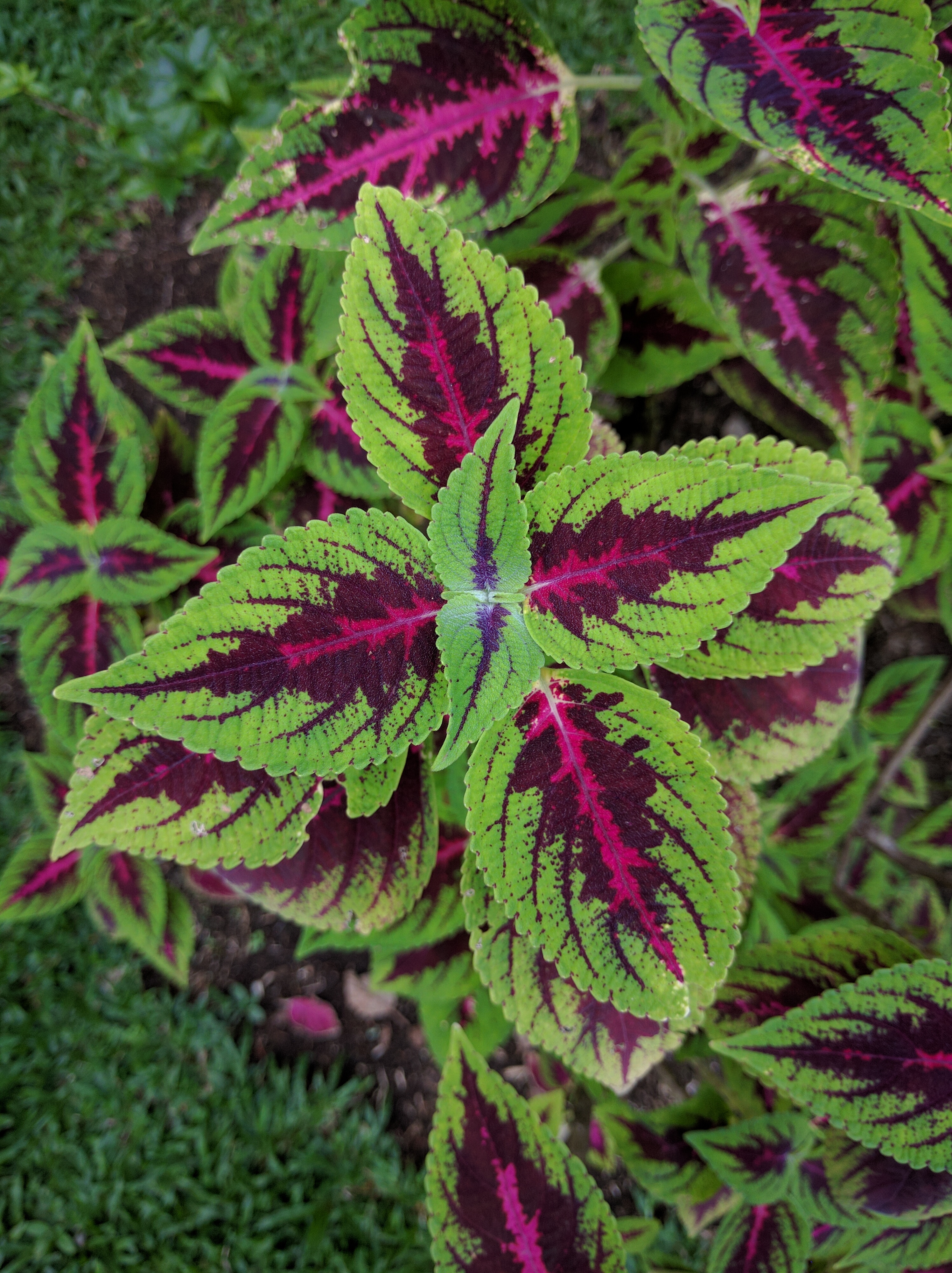Coleus plant top view.gk