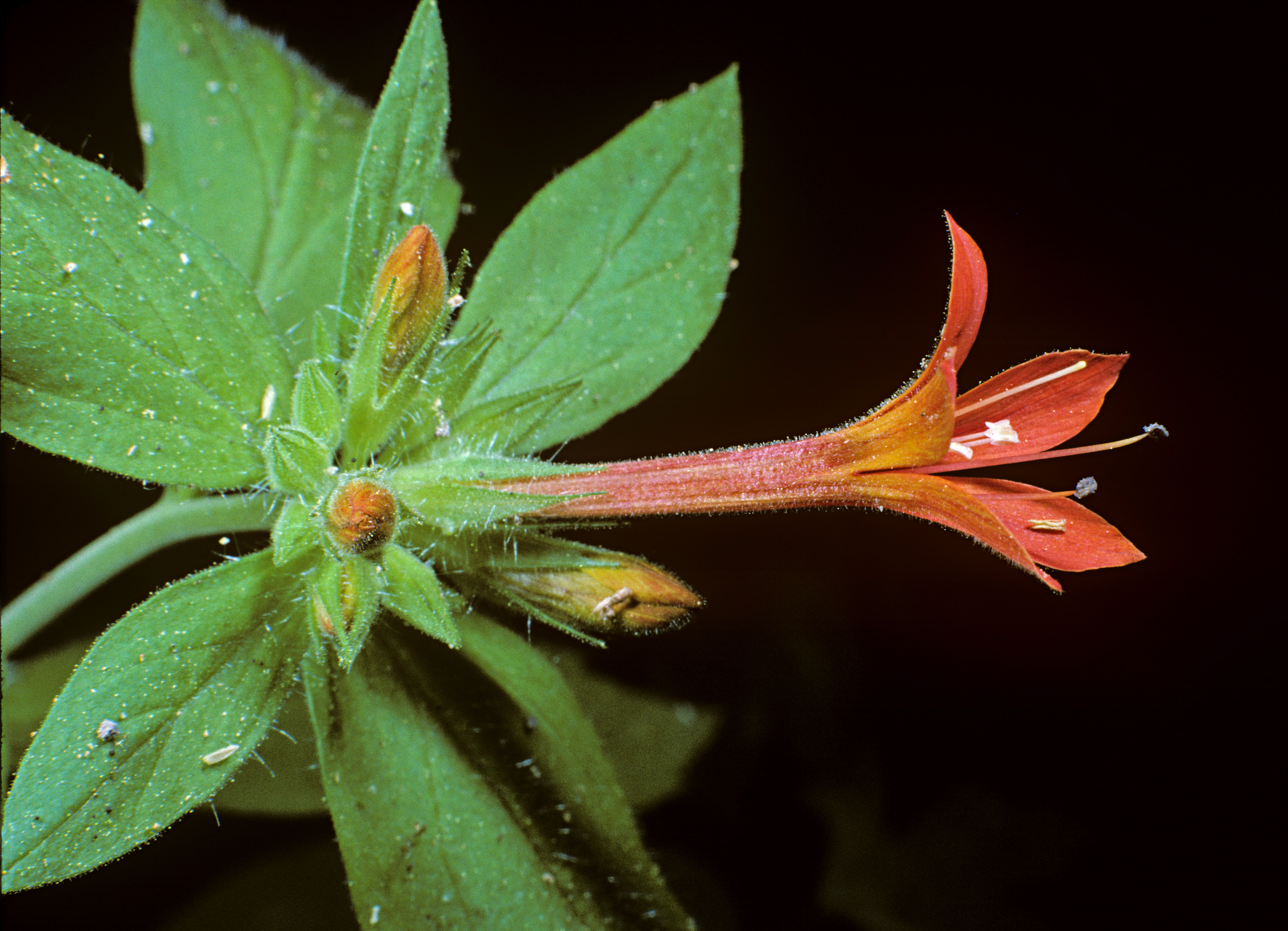 Collomia rawsoniana (Rawson's flaming trumpet) (32748923572)