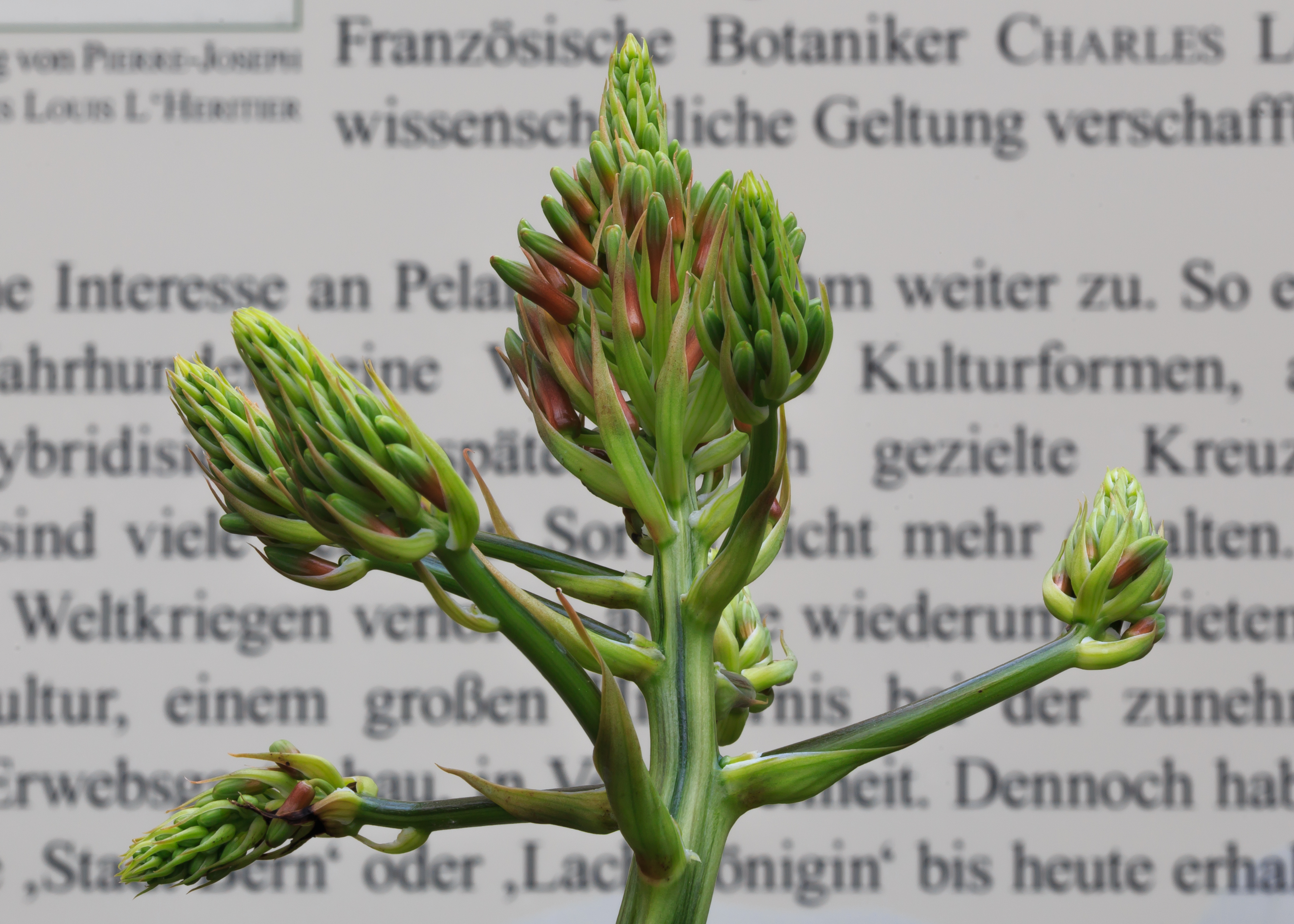 Cologne Germany Flora-Köln-Aloe-virescens-01