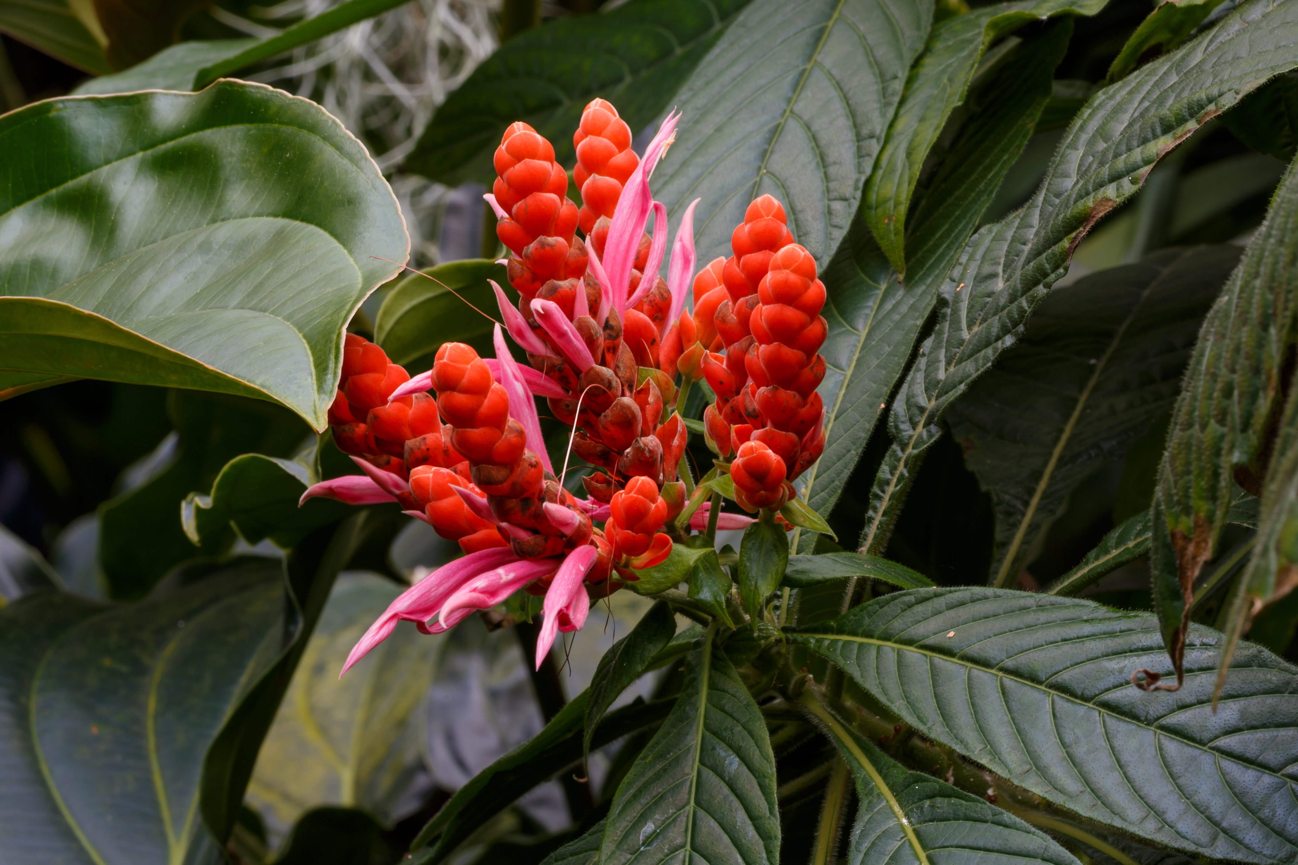 Cologne Germany Flora-Köln-Aphelandra-sinclaireana-02