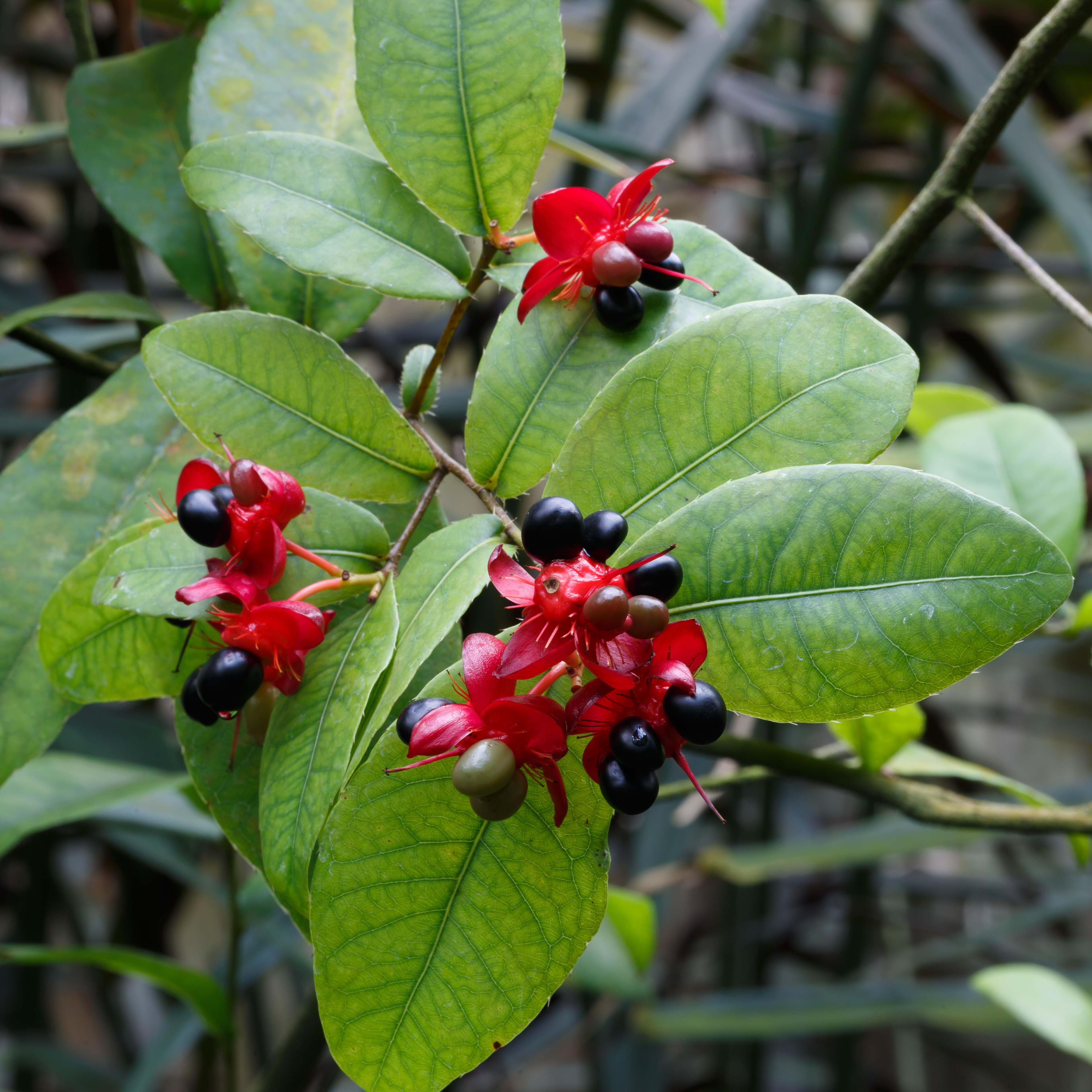 Cologne Germany Flora-Köln-Ochna-serrulata-02
