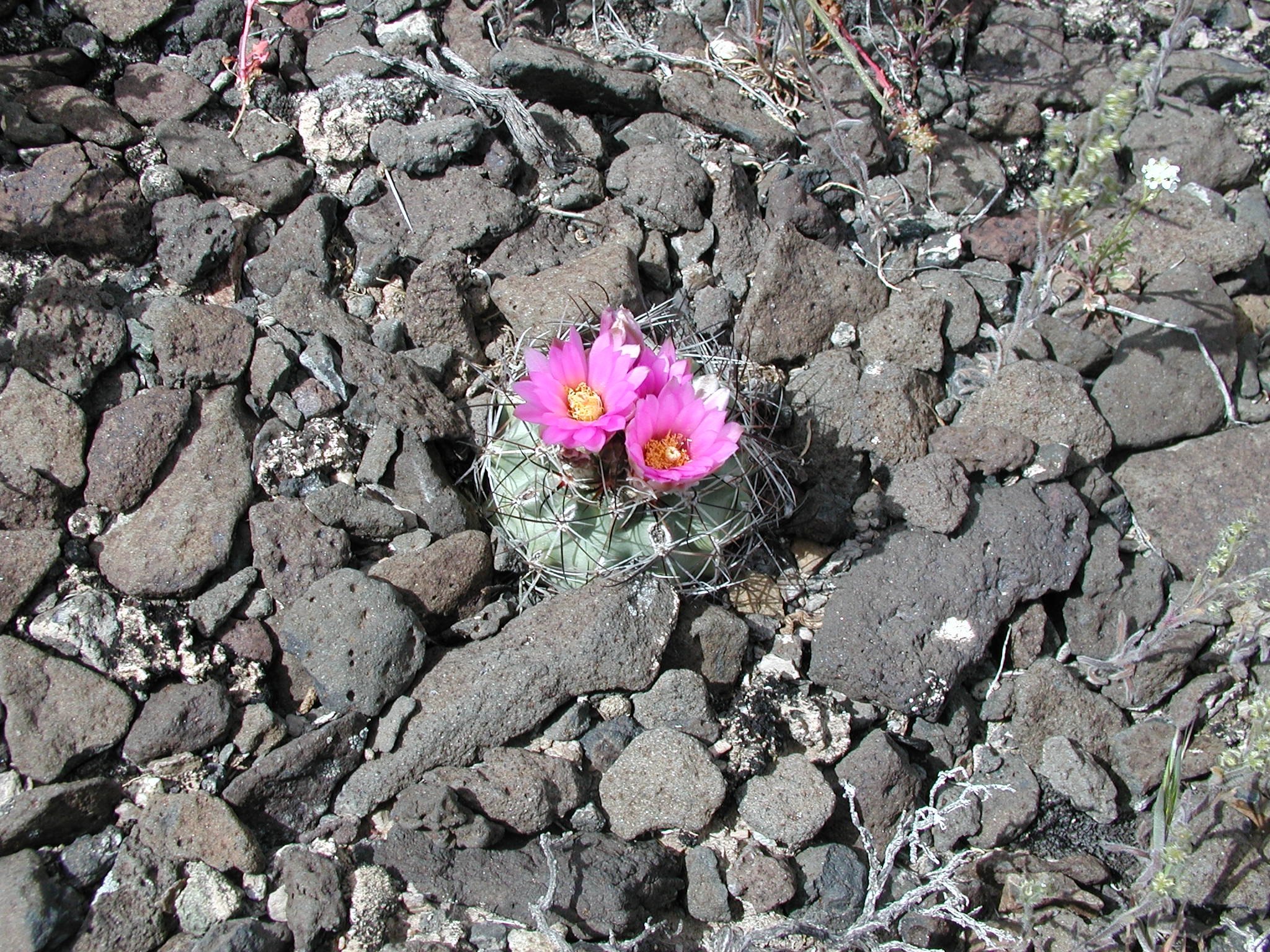 Colorado hookless cactus (6001742517)