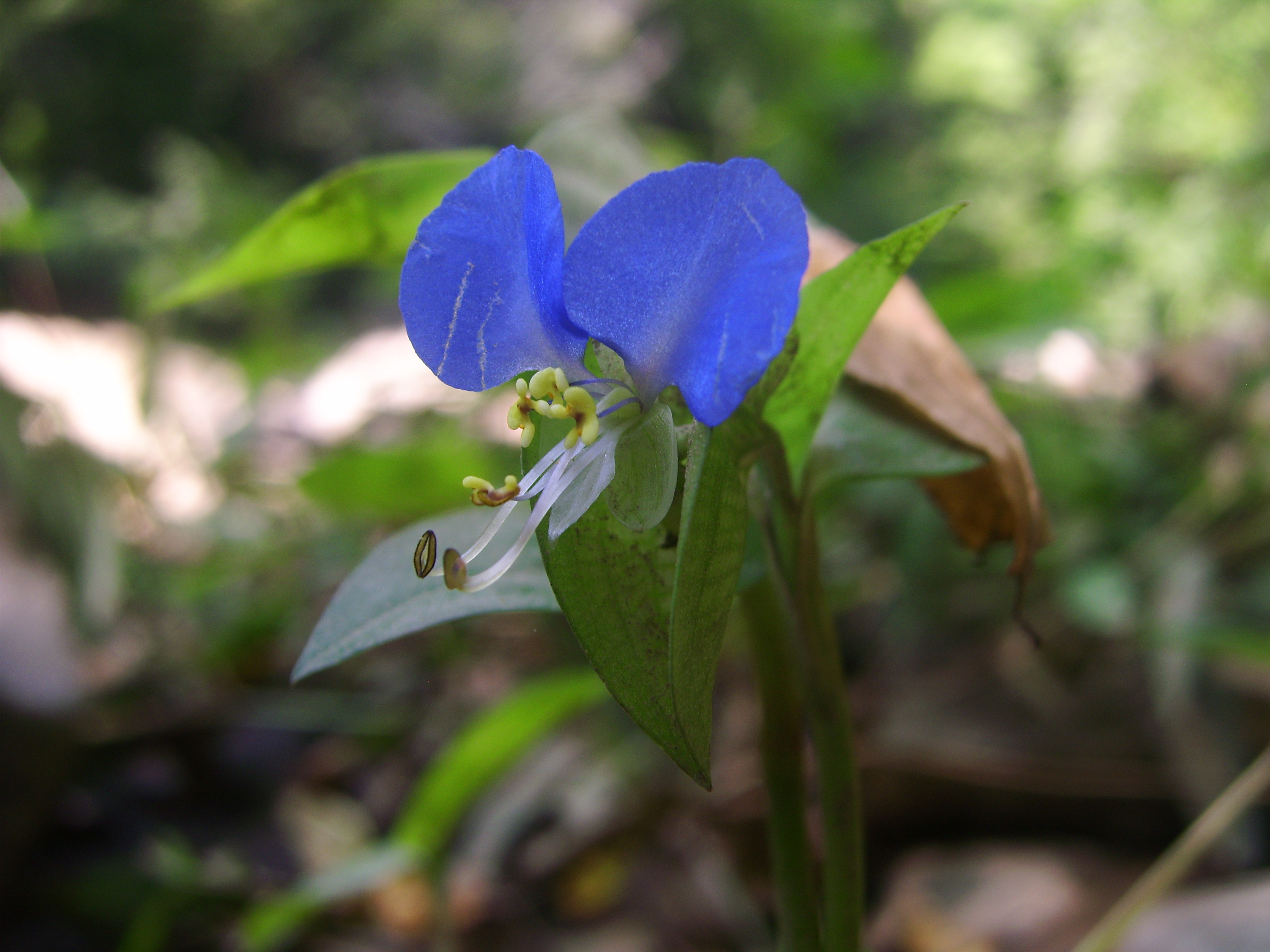 Commelina communis2