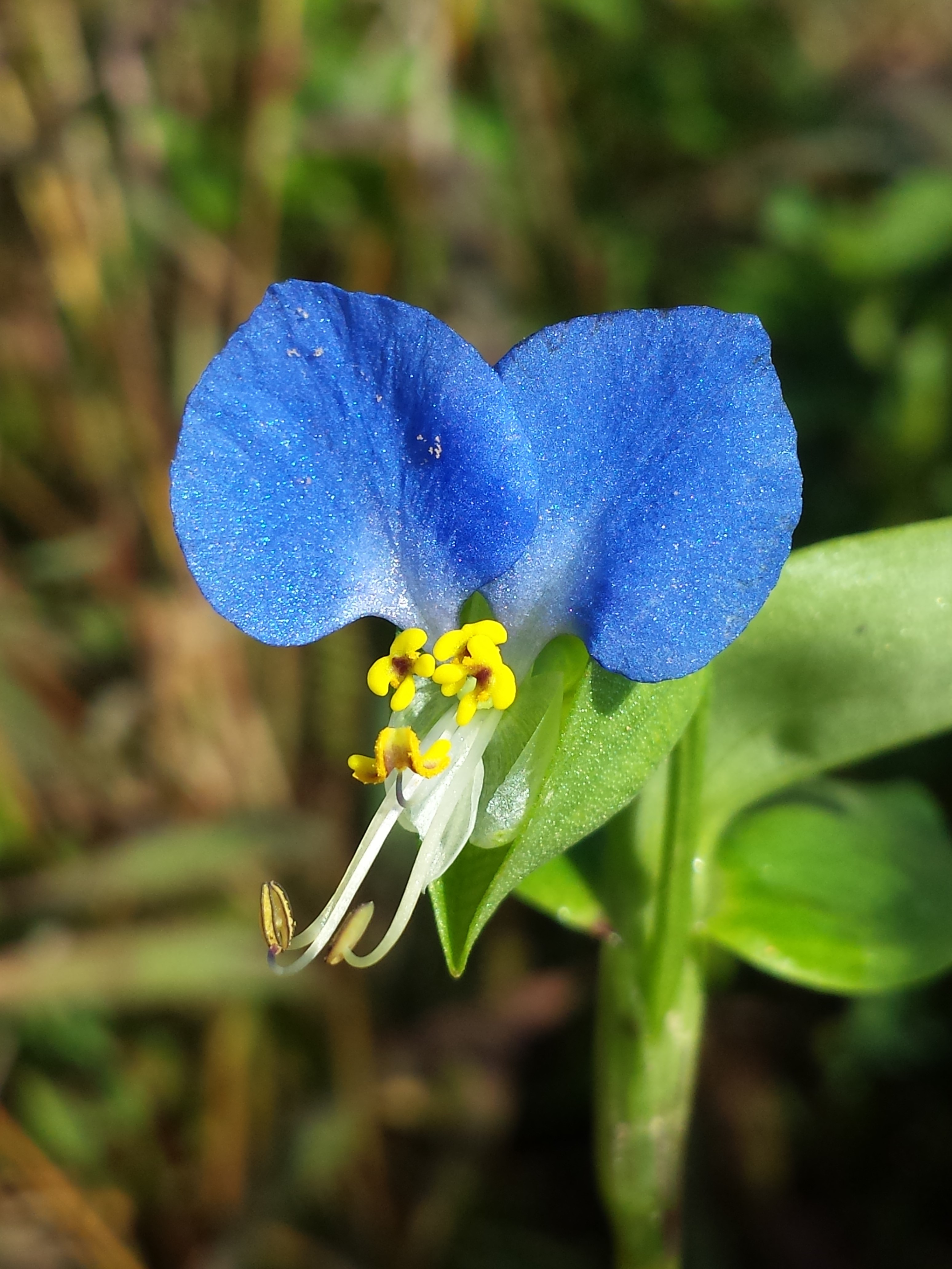 Commelina communis sl8