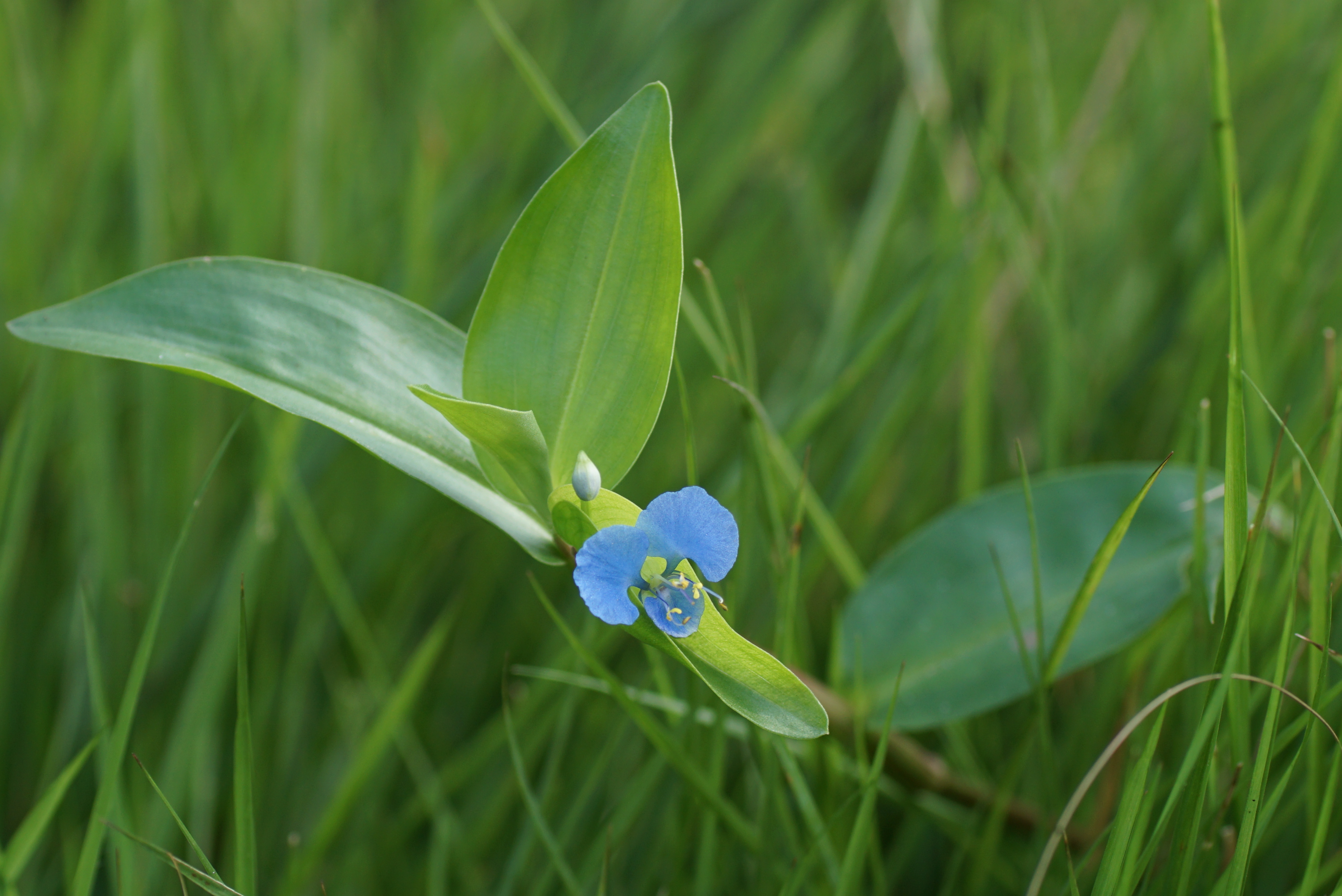 Commelina diffusa 08115