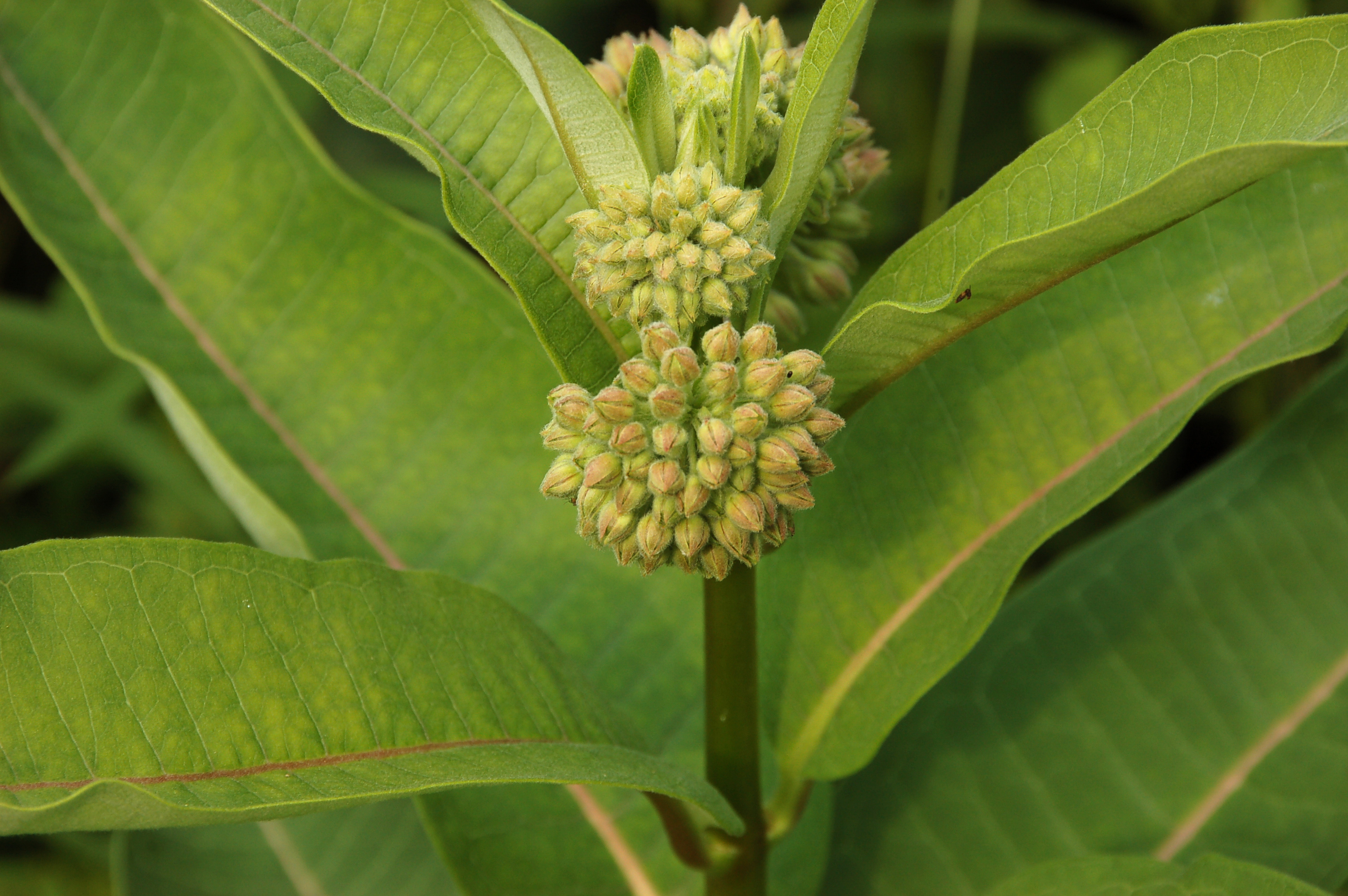 Common Milkweed Asclepias syriaca Flower Head 3008px