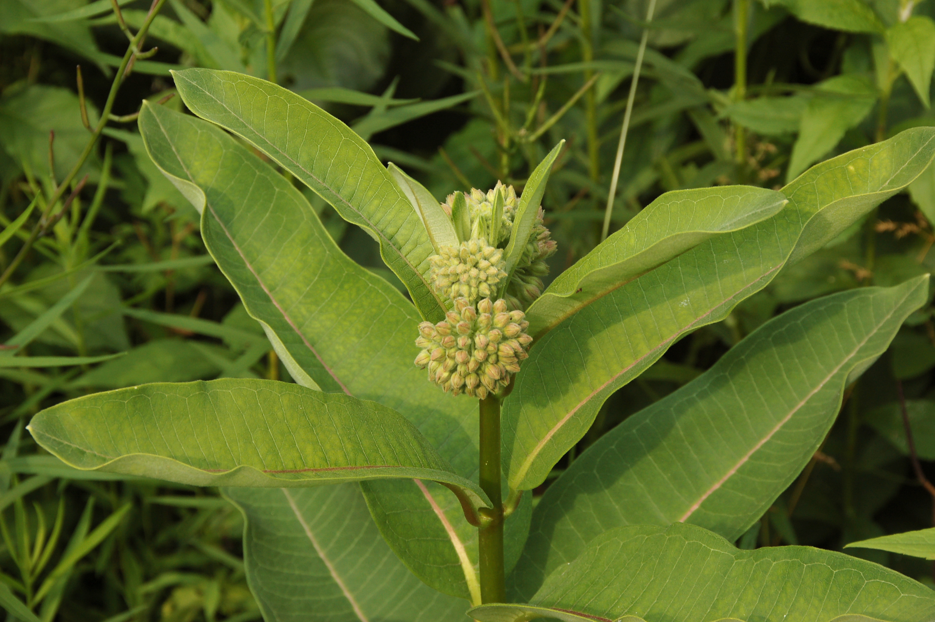 Common Milkweed Asclepias syriaca Top 3008px